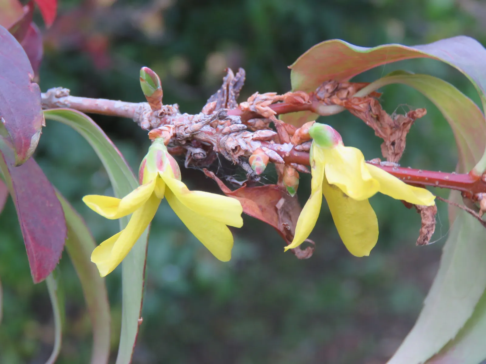 Border Forsythia (Forsythia x intermedia) — It typically reaches 8 to 10 feet in height with an equal spread; forsythia provides early color and is low