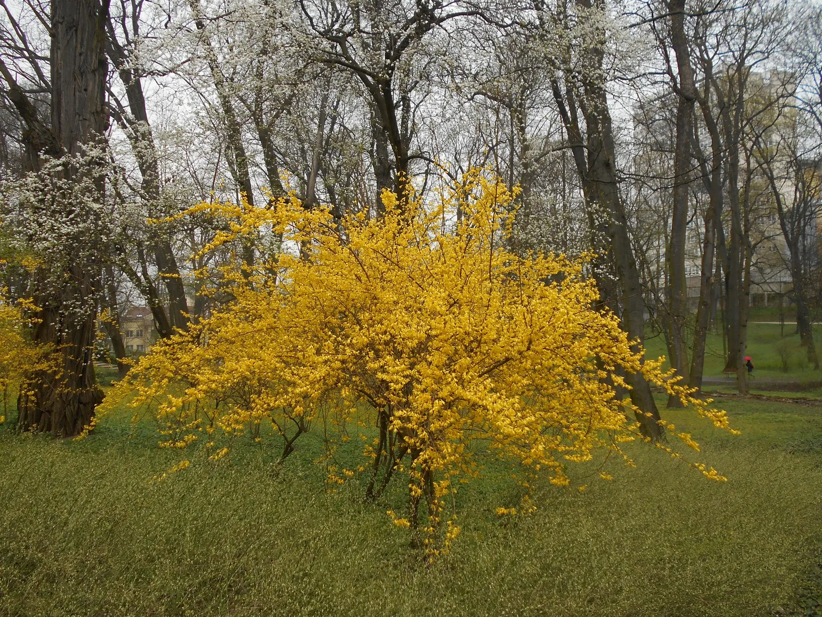 Border Forsythia (Forsythia x intermedia) — regular pruning after flowering helps maintain the desired shape and promotes vigorous growth; as a, image 84