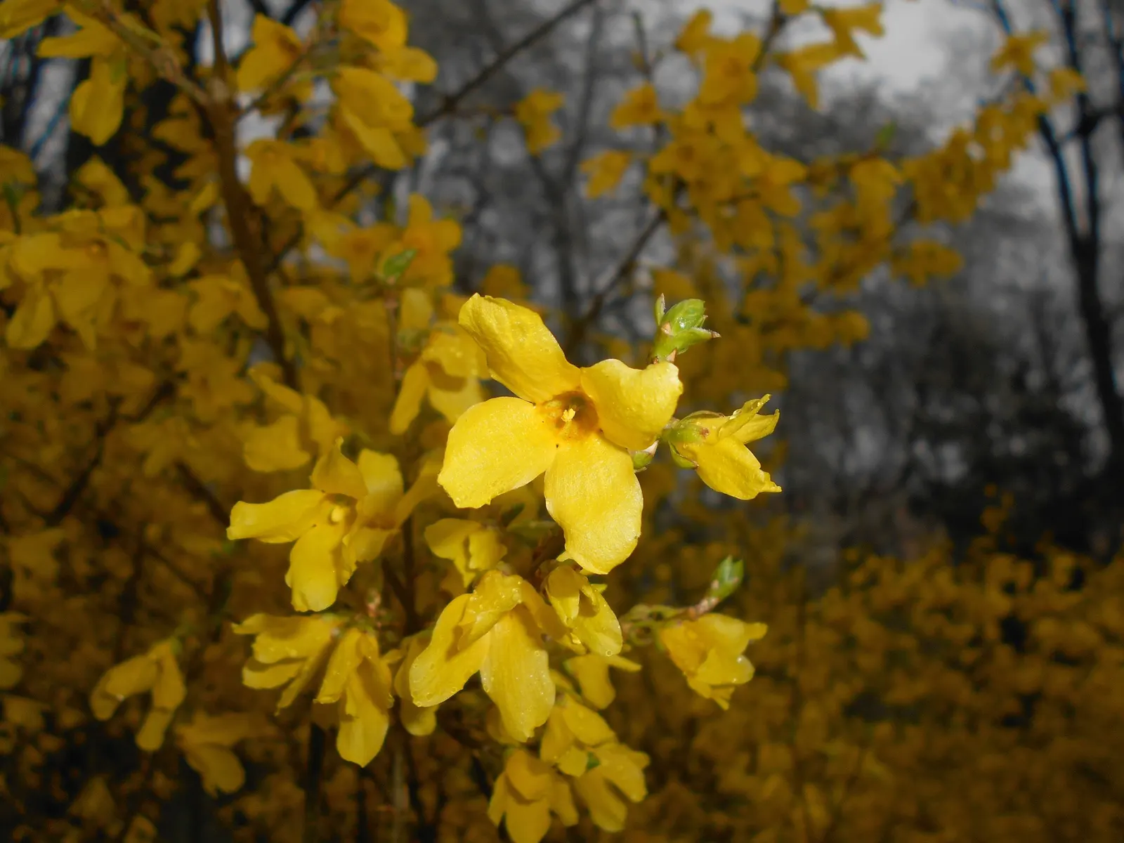 Border Forsythia (Forsythia x intermedia) — <br><br>The shrub features an upright