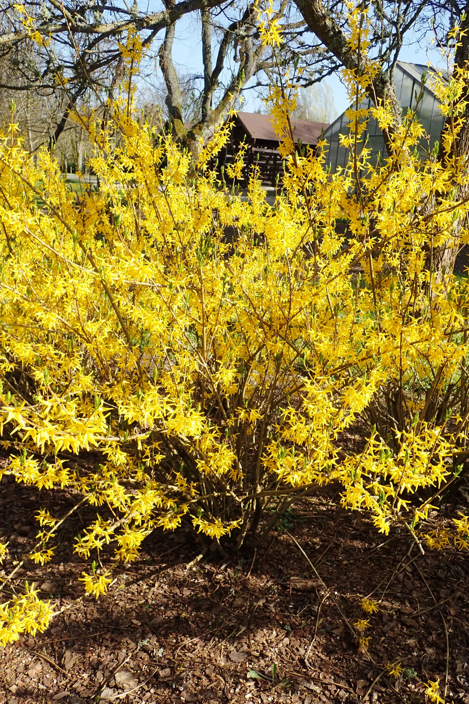 Border Forsythia (Forsythia x intermedia) — although some varieties may stay more compact.<br><br>One of the first shrubs to bloom each year