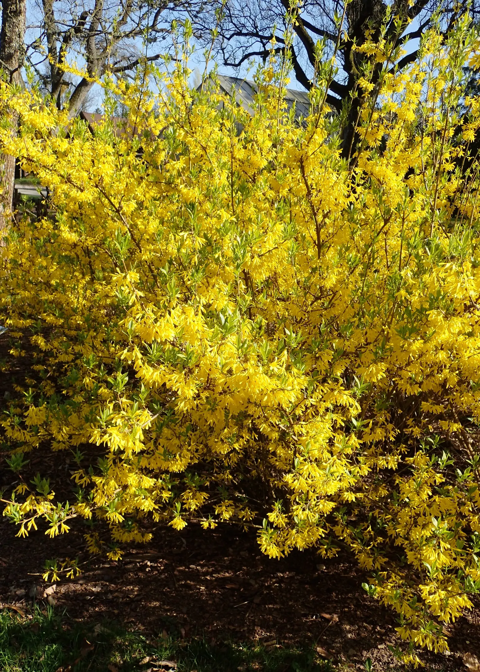 Border Forsythia (Forsythia x intermedia) — shrub with yellow blooms