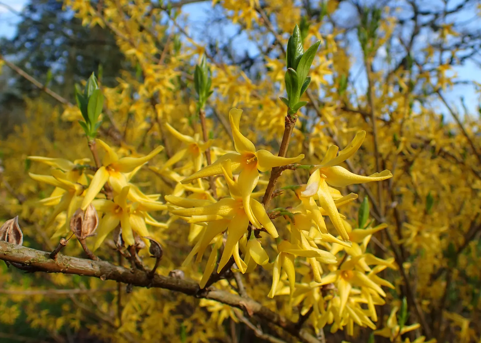 Border Forsythia (Forsythia x intermedia) — As a low-maintenance plant with minimal pest or disease issues