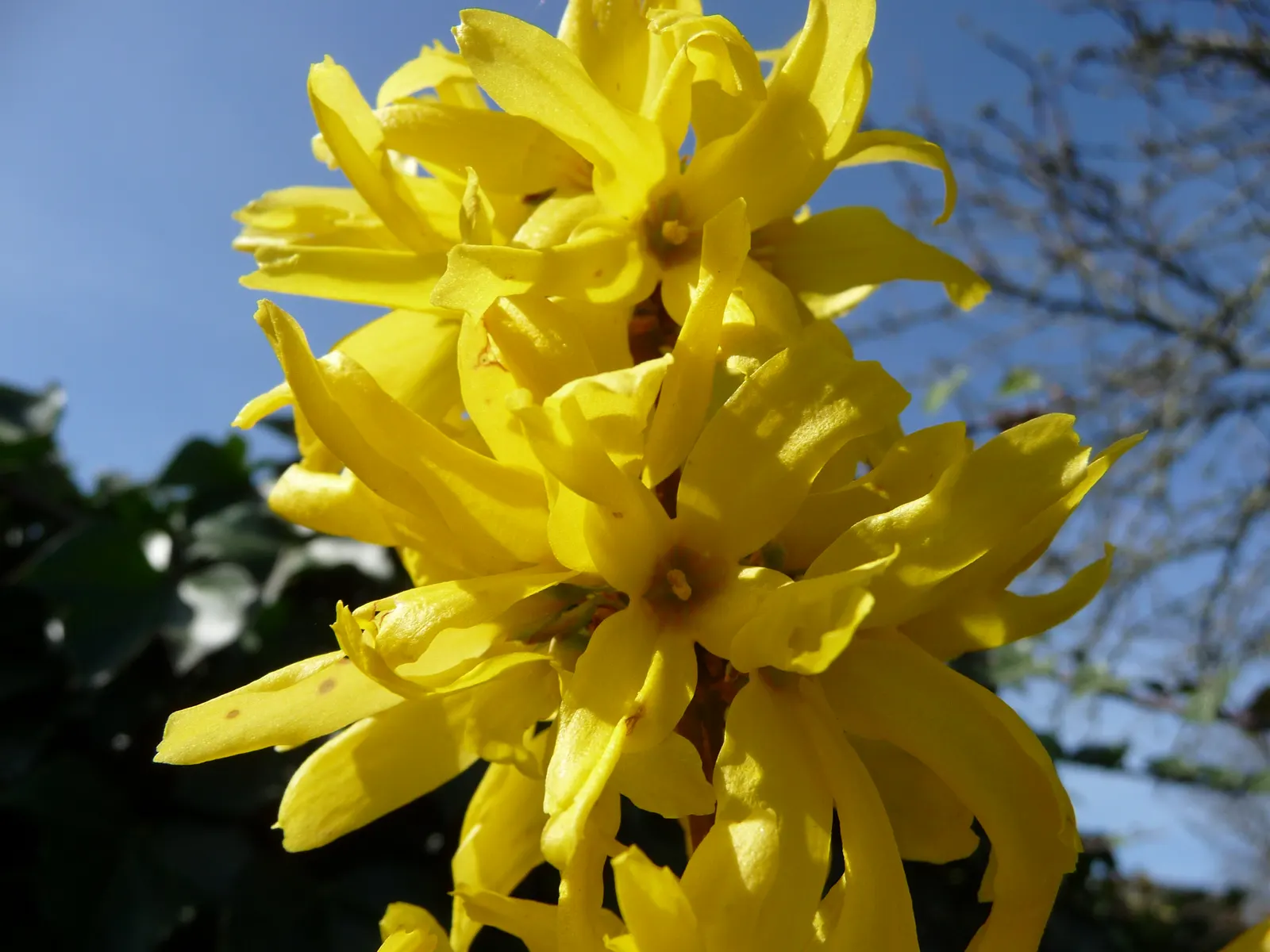 Border Forsythia (Forsythia x intermedia) — needing only occasional pruning to maintain shape; shrub with yellow blooms, image 71