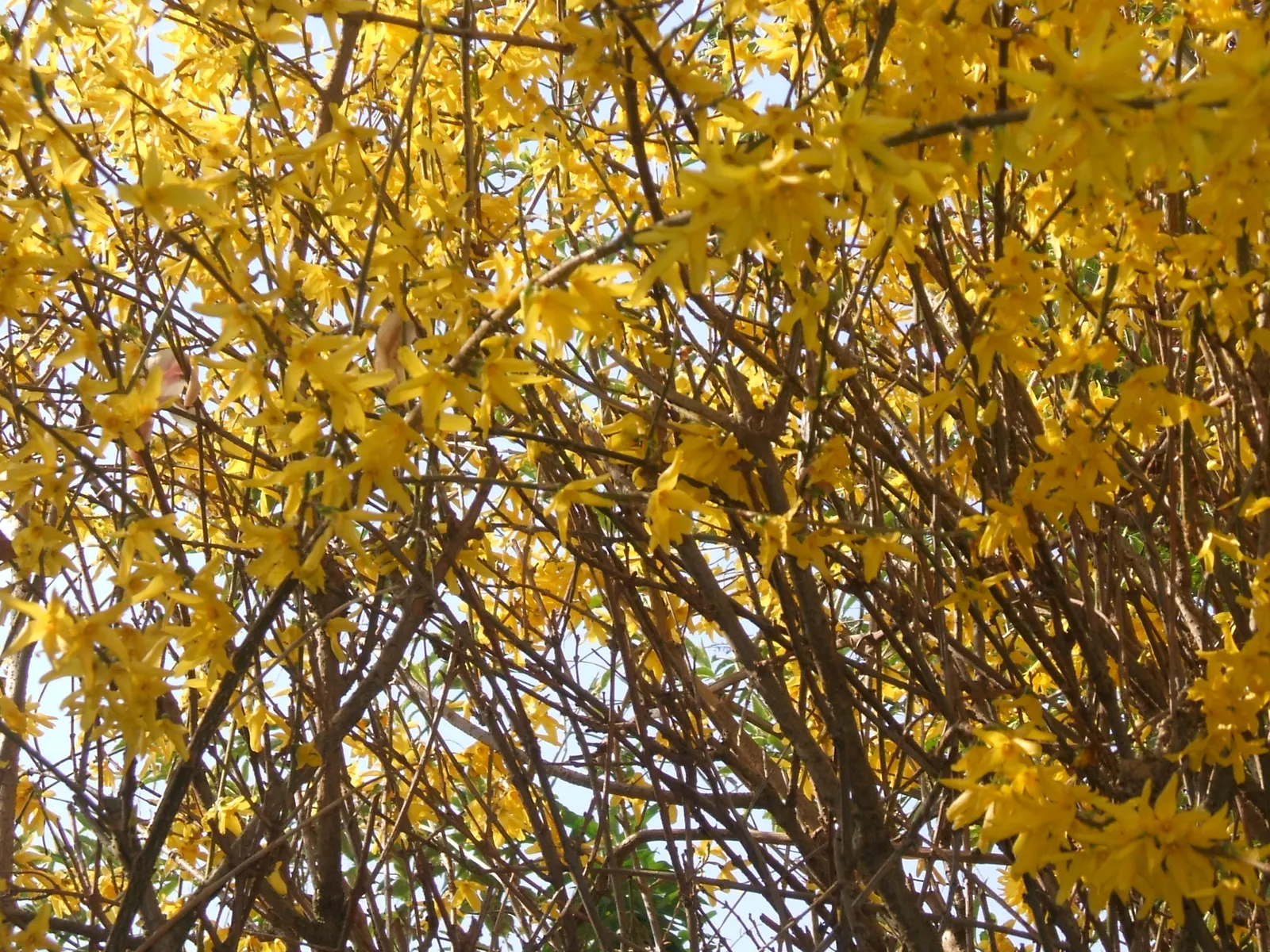 Border Forsythia (Forsythia x intermedia) — with an equivalent spread; it typically reaches 8 to 10 feet in height with an equal spread, image 76
