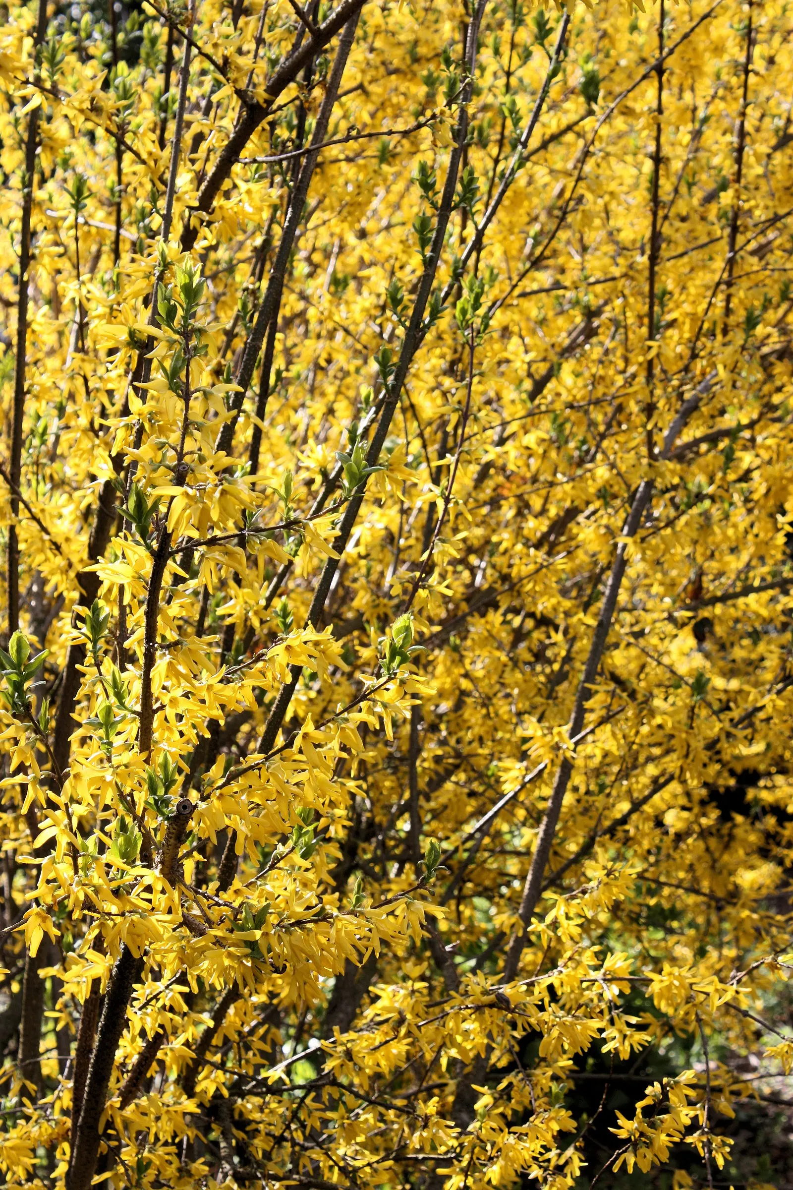 Border Forsythia (Forsythia x intermedia) — although some varieties may stay more compact.<br><br>One of the first shrubs to bloom each year; making it a