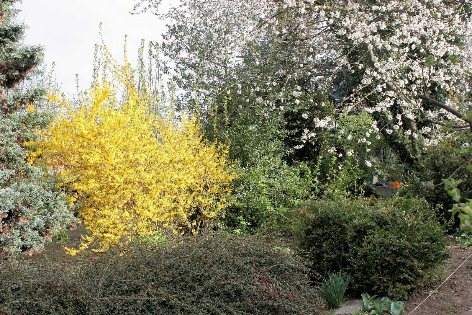 Border Forsythia (Forsythia x intermedia) — but it is versatile enough to tolerate partial shade; needing only occasional pruning to maintain shape