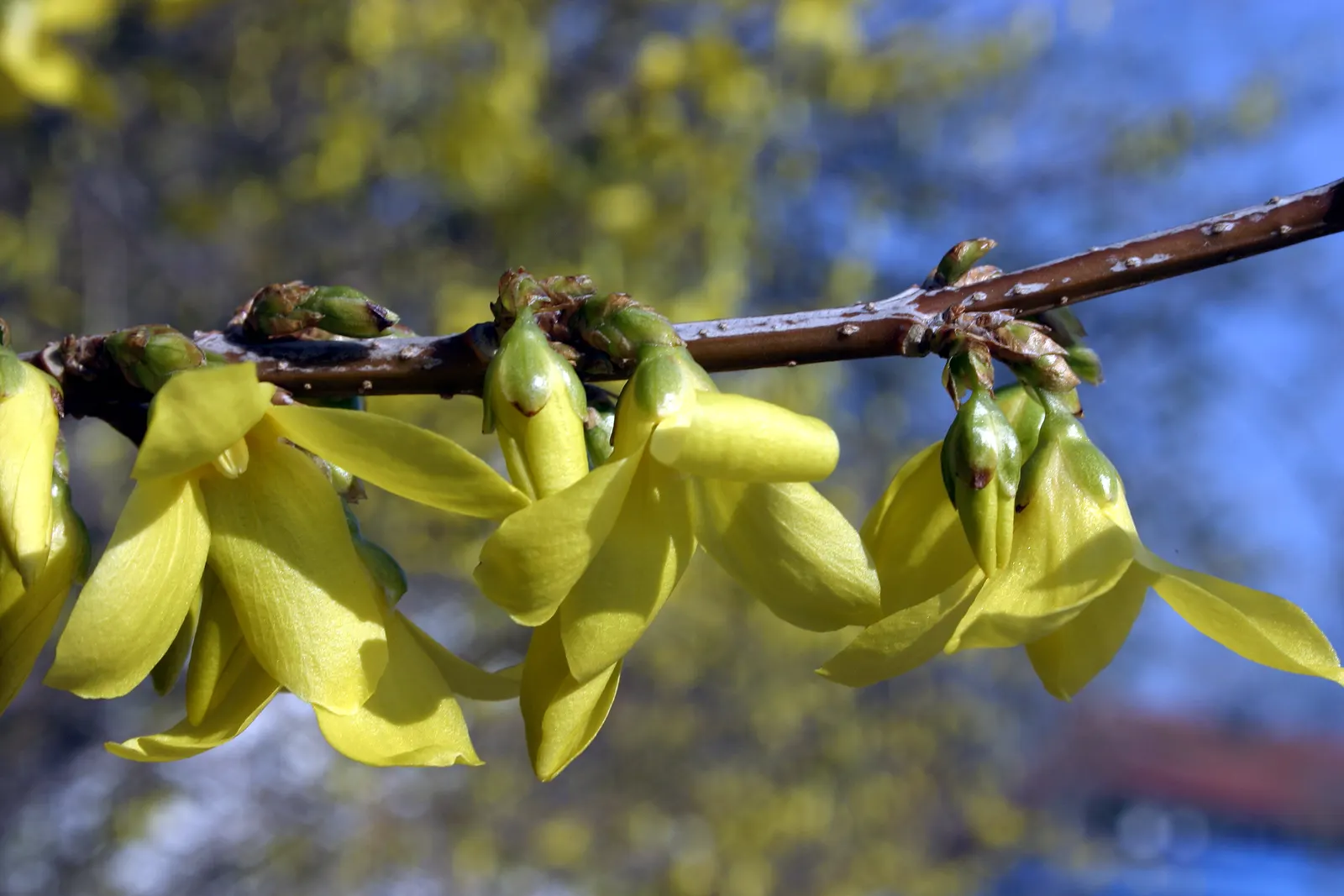 Border Forsythia (Forsythia x intermedia) — its cut stems can be forced to bloom indoors; fast-growing, it prefers full sun to partial shade and adapts to