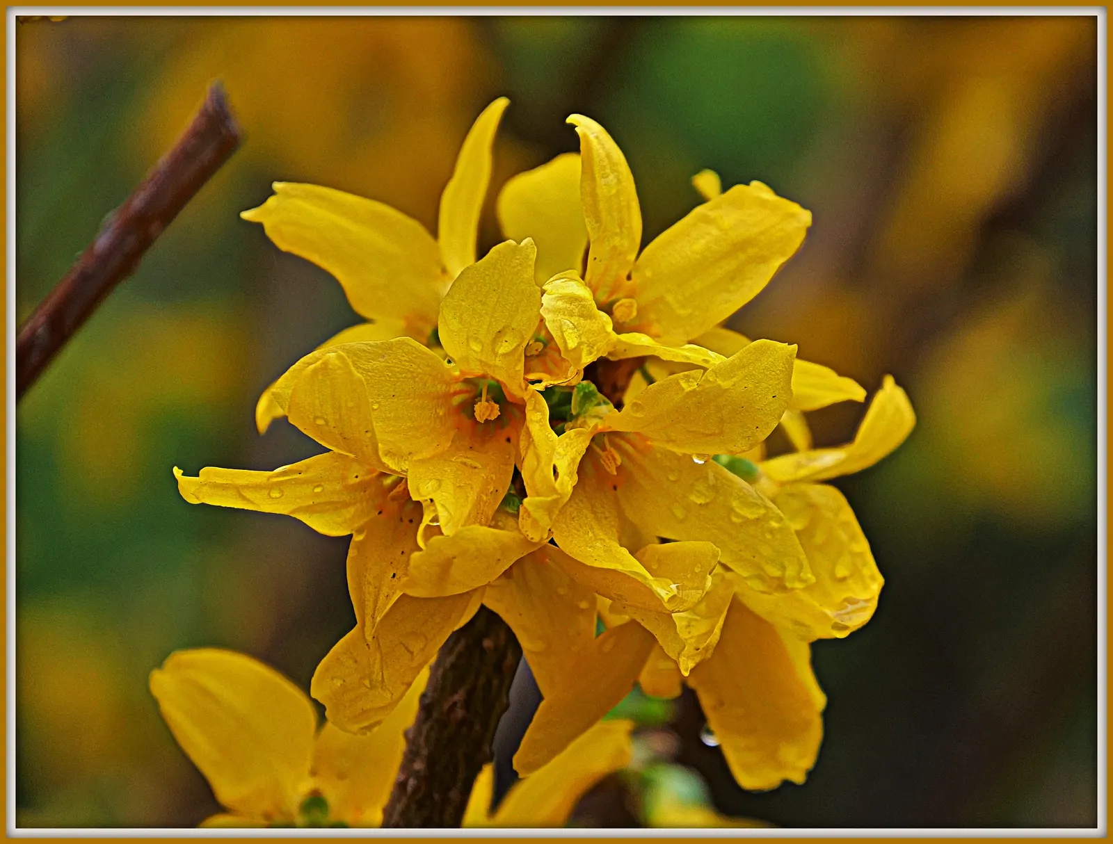 Border Forsythia (Forsythia x intermedia) — Forsythia provides early color and is low maintenance; it's an excellent choice for gardeners looking, image 70