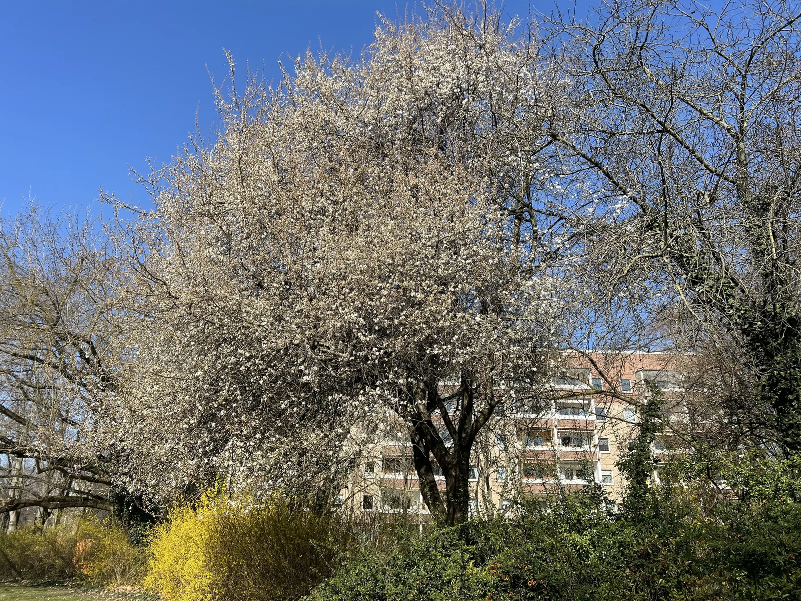 Border Forsythia (Forsythia x intermedia) — these plants typically stand between 8 and 10 feet tall