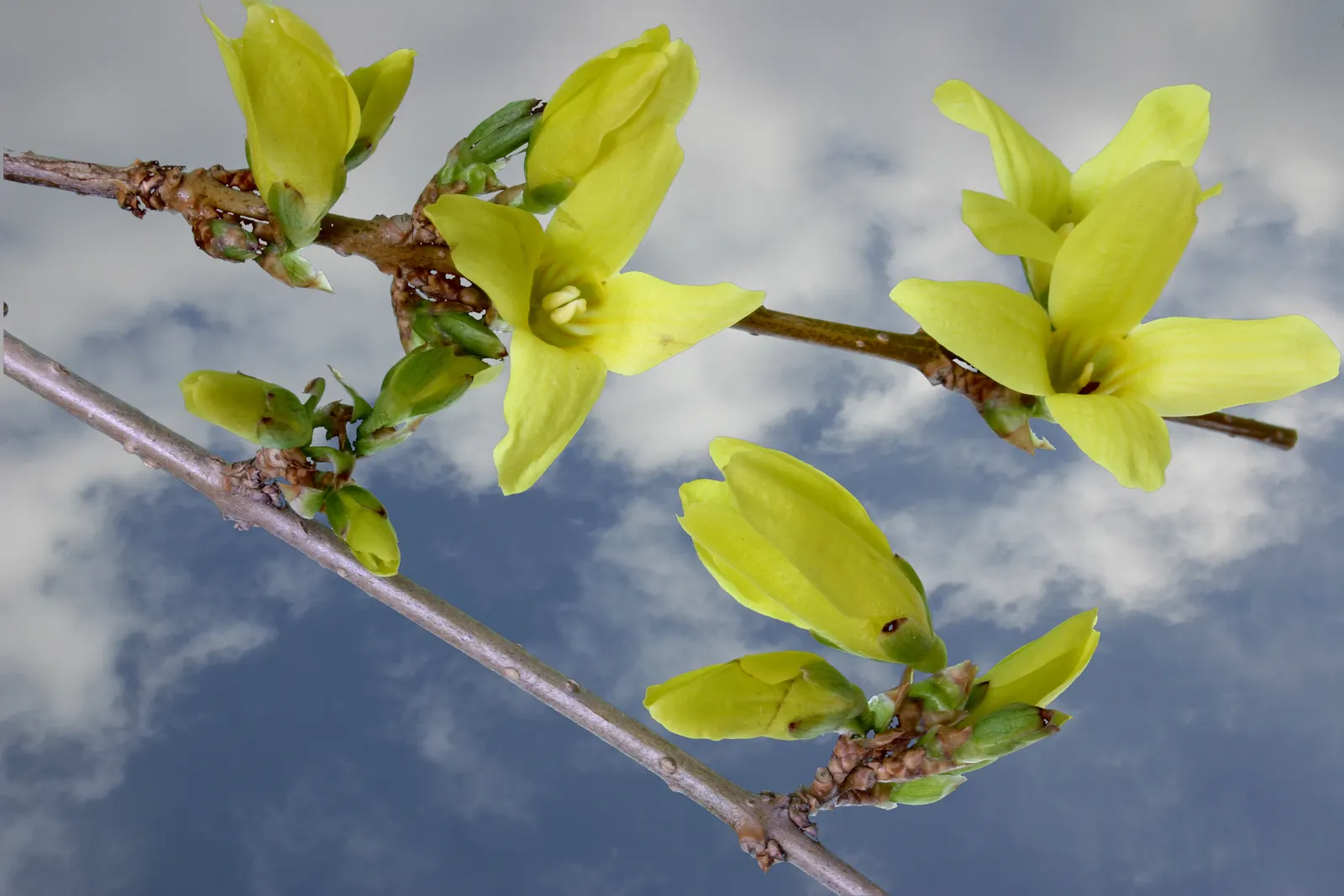 Border Forsythia (Forsythia x intermedia) — and is also tolerant to urban pollution; as the plant flowers on the previous year's growth.<br><br>Forsythia x