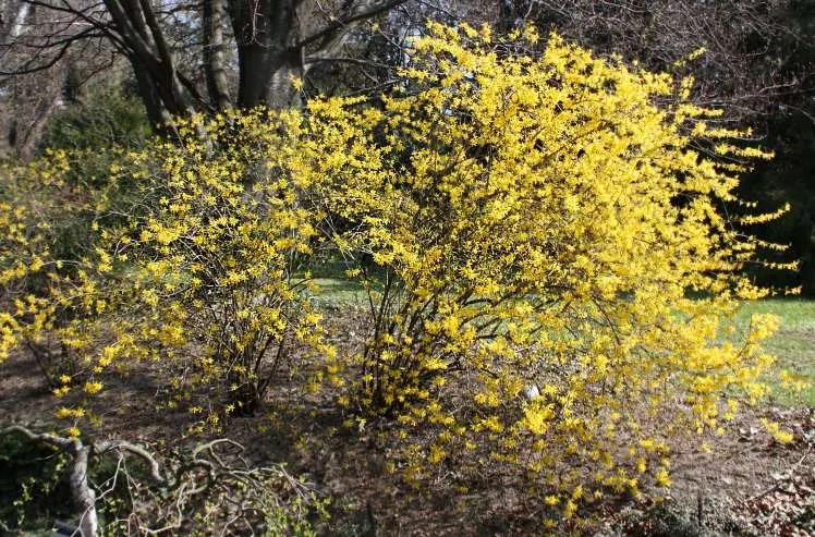 Border Forsythia (Forsythia x intermedia) — These bell-shaped blossoms