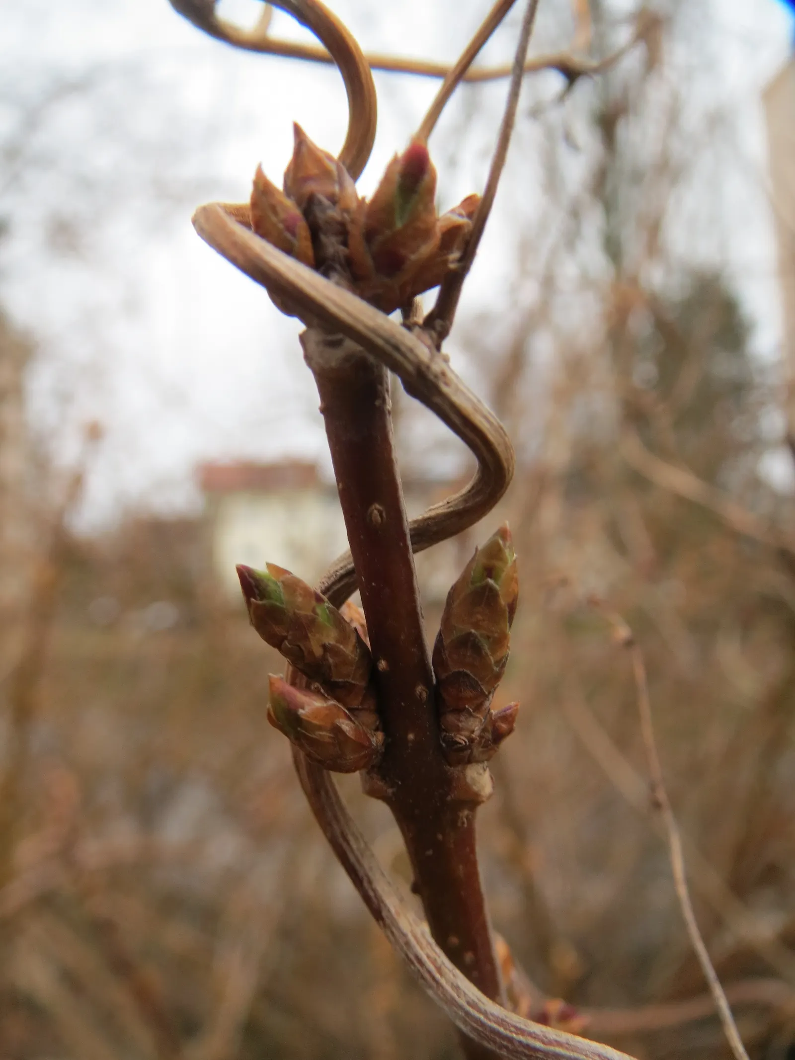 Border Forsythia (Forsythia x intermedia) — use Forsythia as a lively hedge