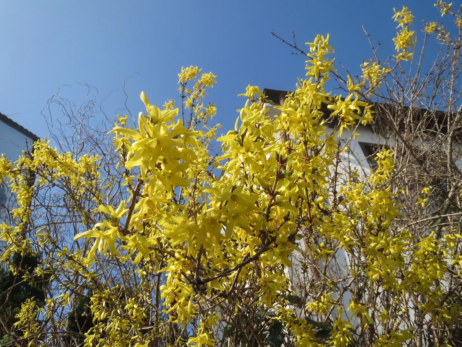 Border Forsythia (Forsythia x intermedia) — or for naturalizing in large areas