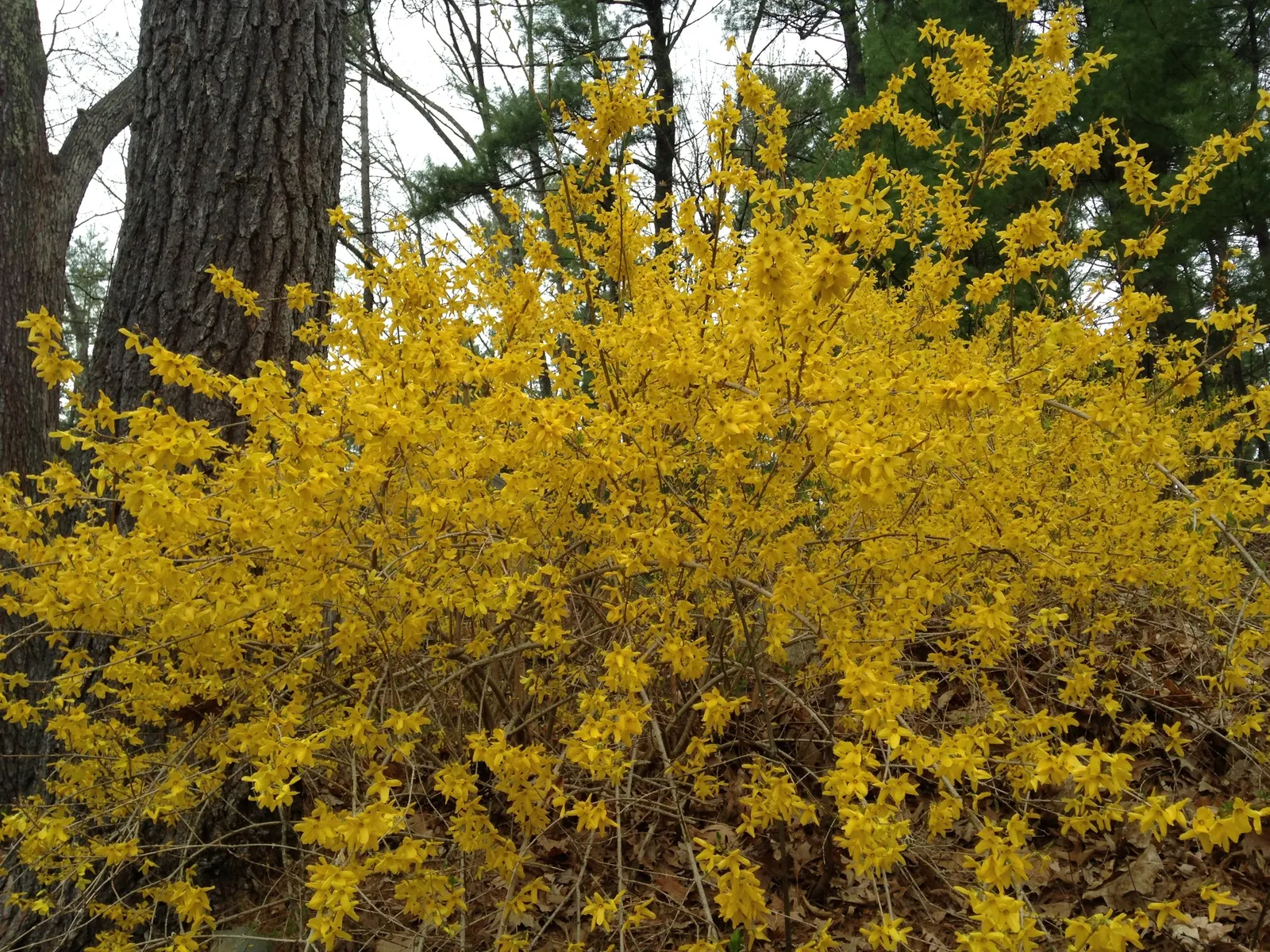 Border Forsythia (Forsythia x intermedia) — regular pruning after flowering helps maintain the desired shape and promotes vigorous growth