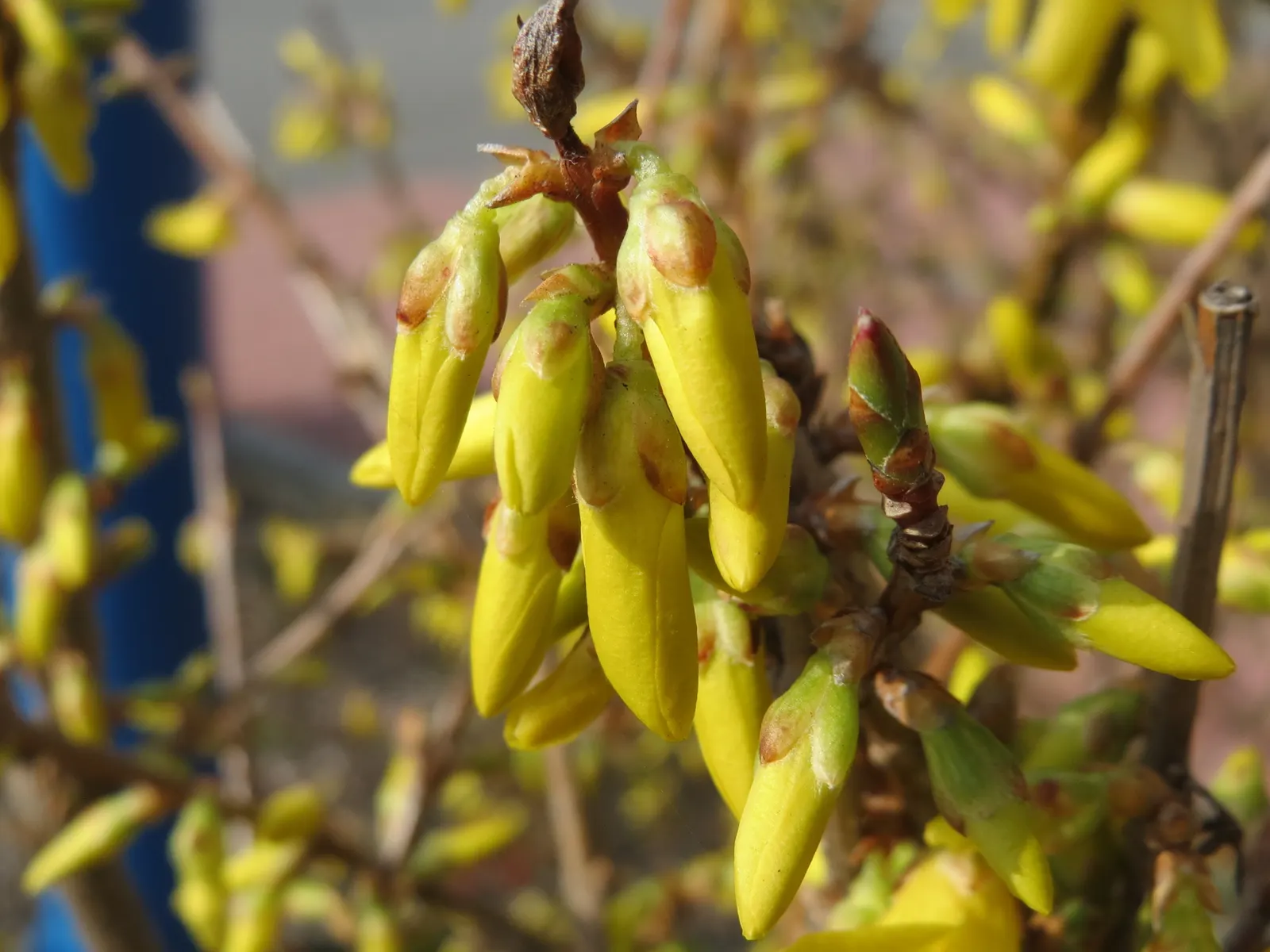 Border Forsythia (Forsythia x intermedia) — Ideal for borders or hedges