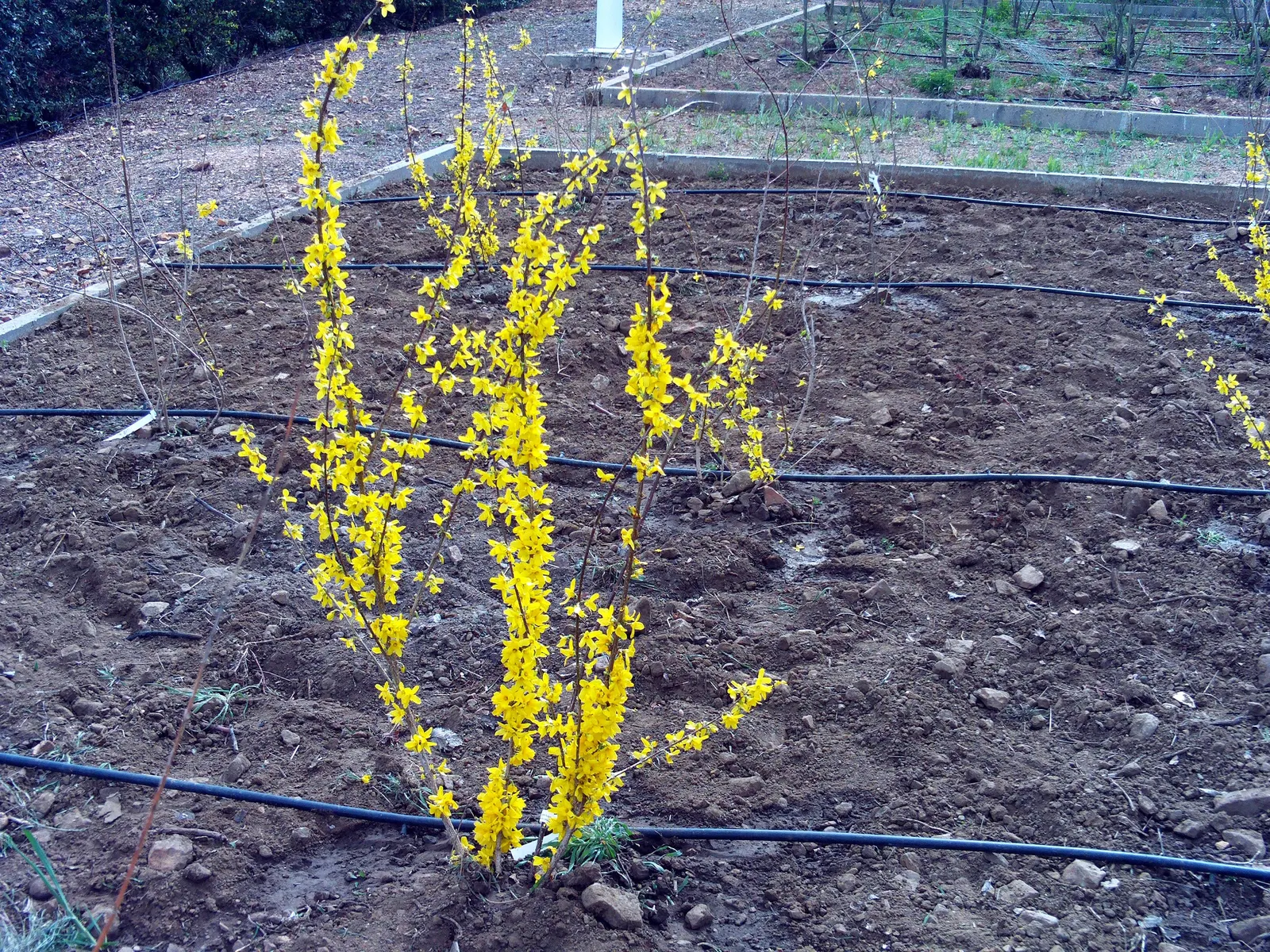 Border Forsythia (Forsythia x intermedia) — providing a striking display