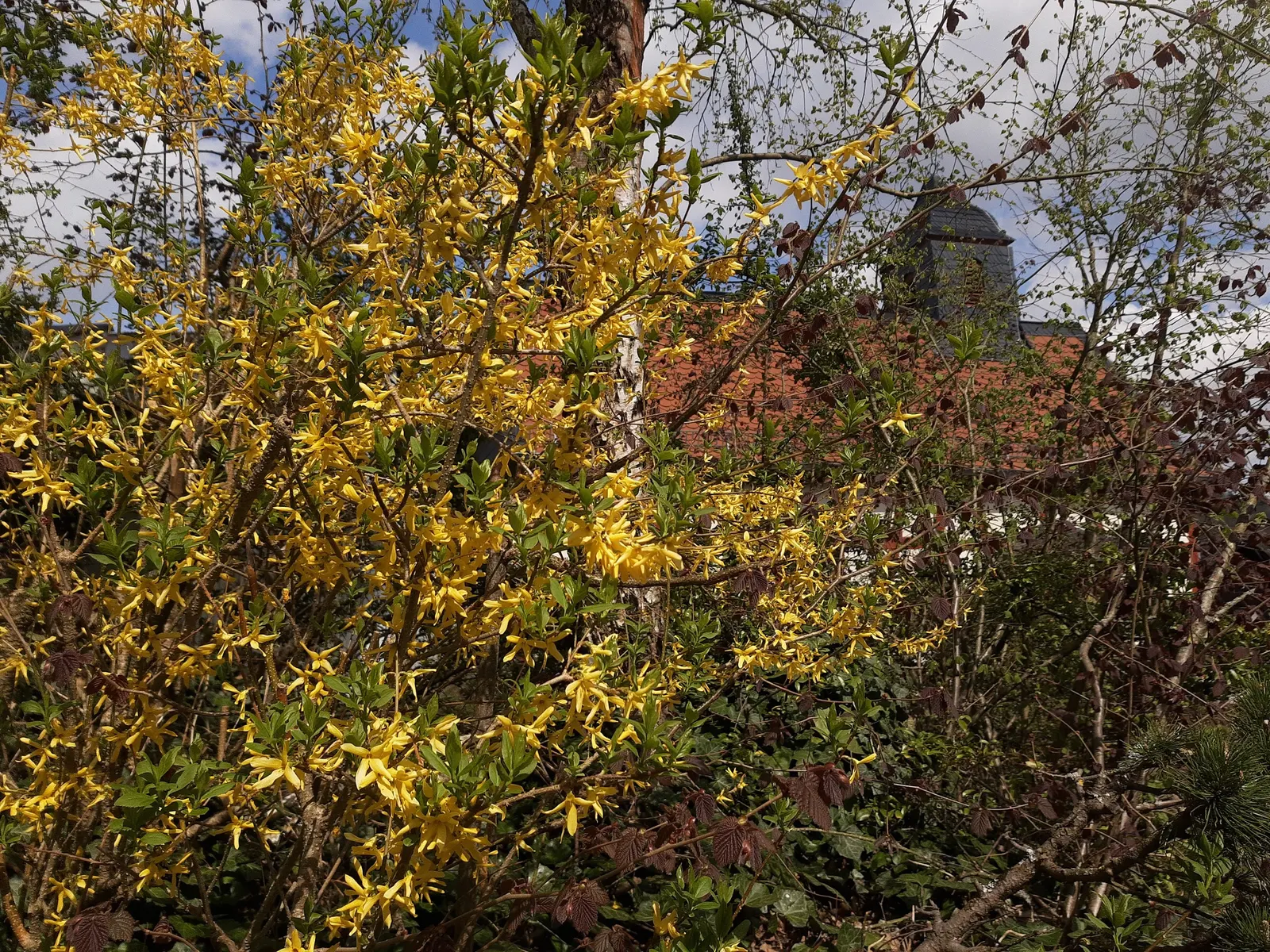 Border Forsythia (Forsythia x intermedia) — it's an excellent choice for gardeners looking for reliable seasonal interest