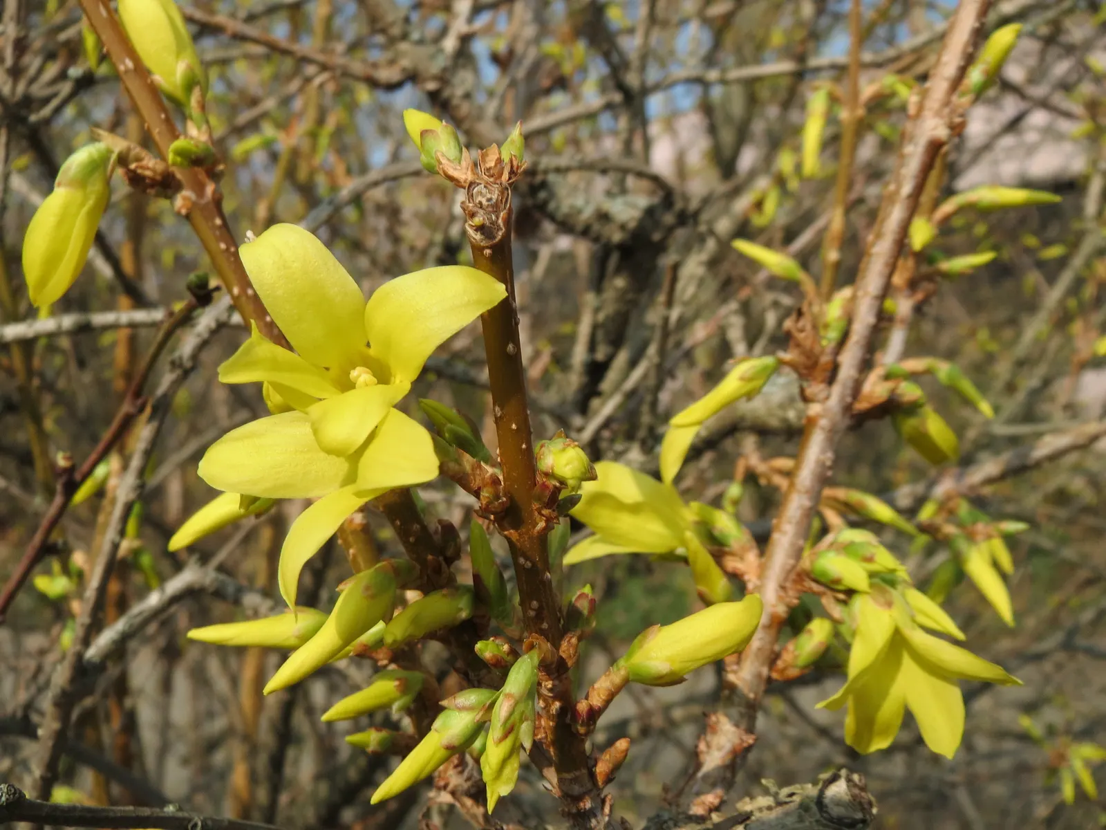Border Forsythia (Forsythia x intermedia) — These bell-shaped blossoms; and is also tolerant to urban pollution