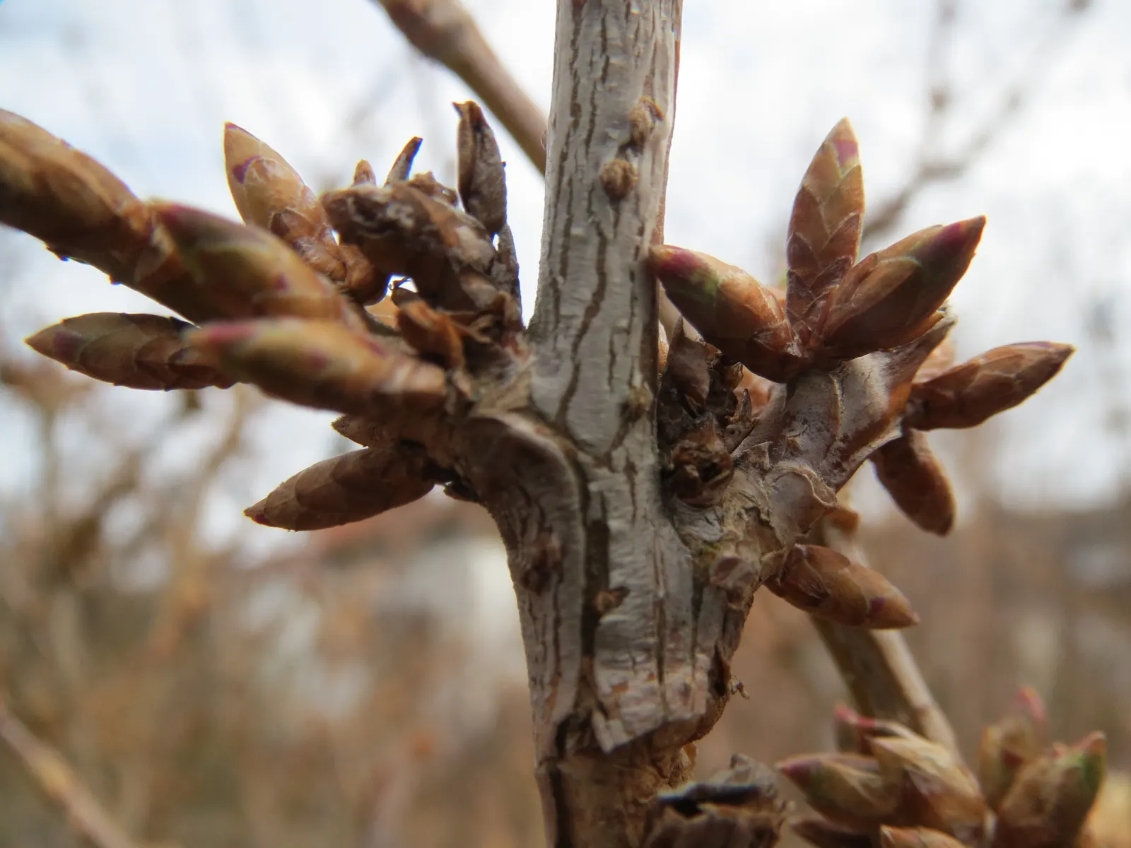 Border Forsythia (Forsythia x intermedia) — Ideal for borders or hedges; regular pruning after flowering helps maintain the desired shape and, image 69