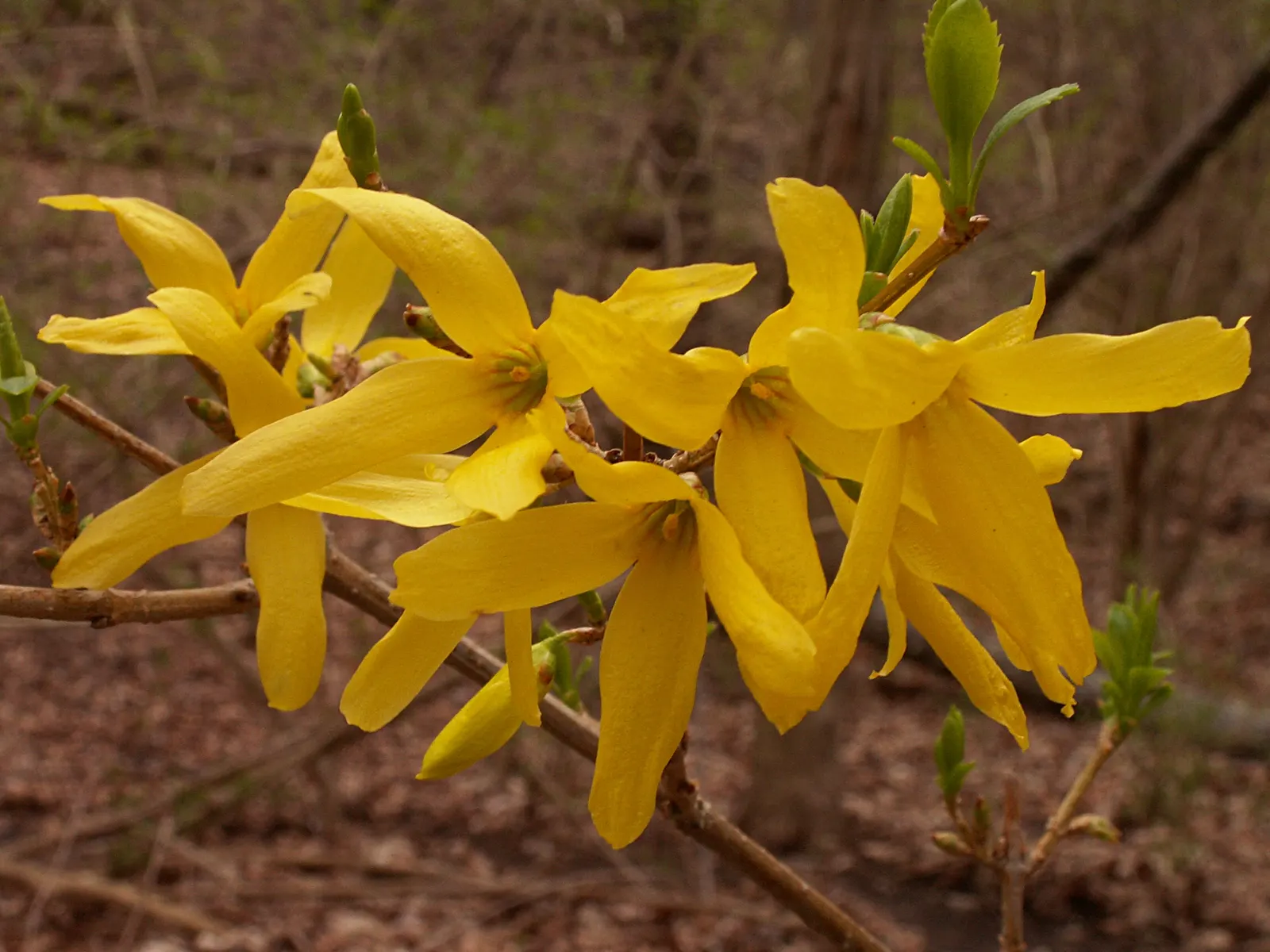 Border Forsythia (Forsythia x intermedia) — making it a popular choice for landscape designs seeking a splash of early spring color; but it is versatile enough