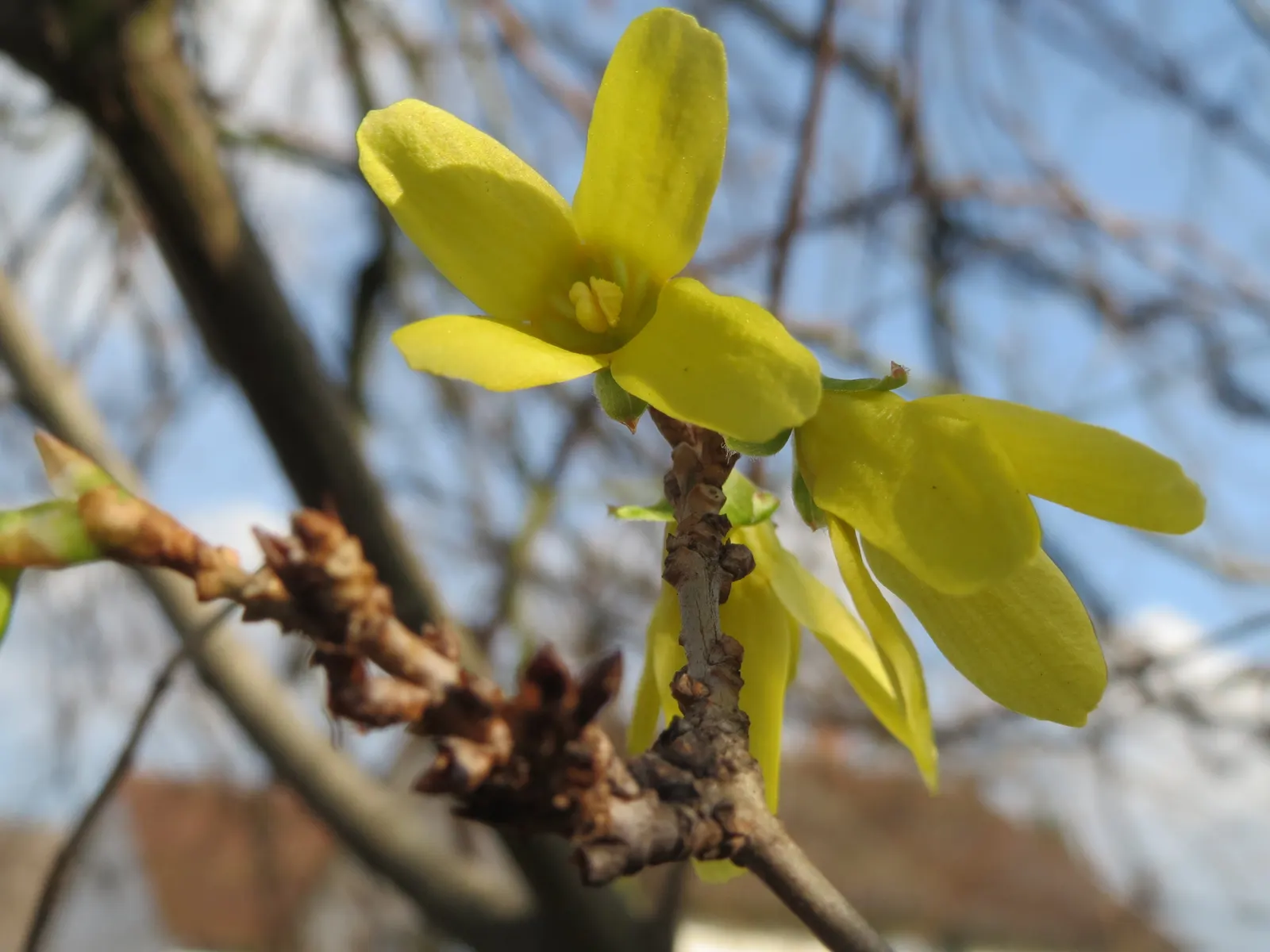 Border Forsythia (Forsythia x intermedia) — but it is versatile enough to tolerate partial shade; needing only occasional pruning to maintain shape, image 86