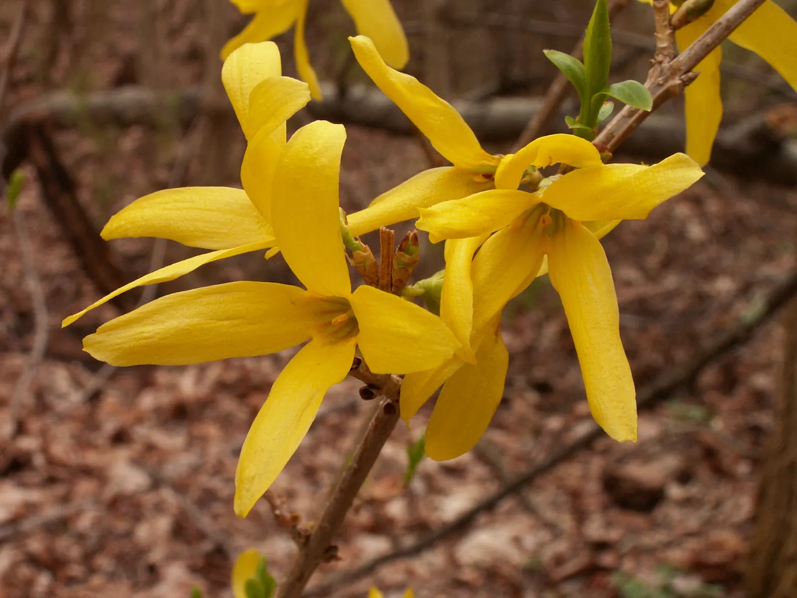 Border Forsythia (Forsythia x intermedia) — allowing the warmth of spring to enter homes even during the colder months; these plants typically stand between 8