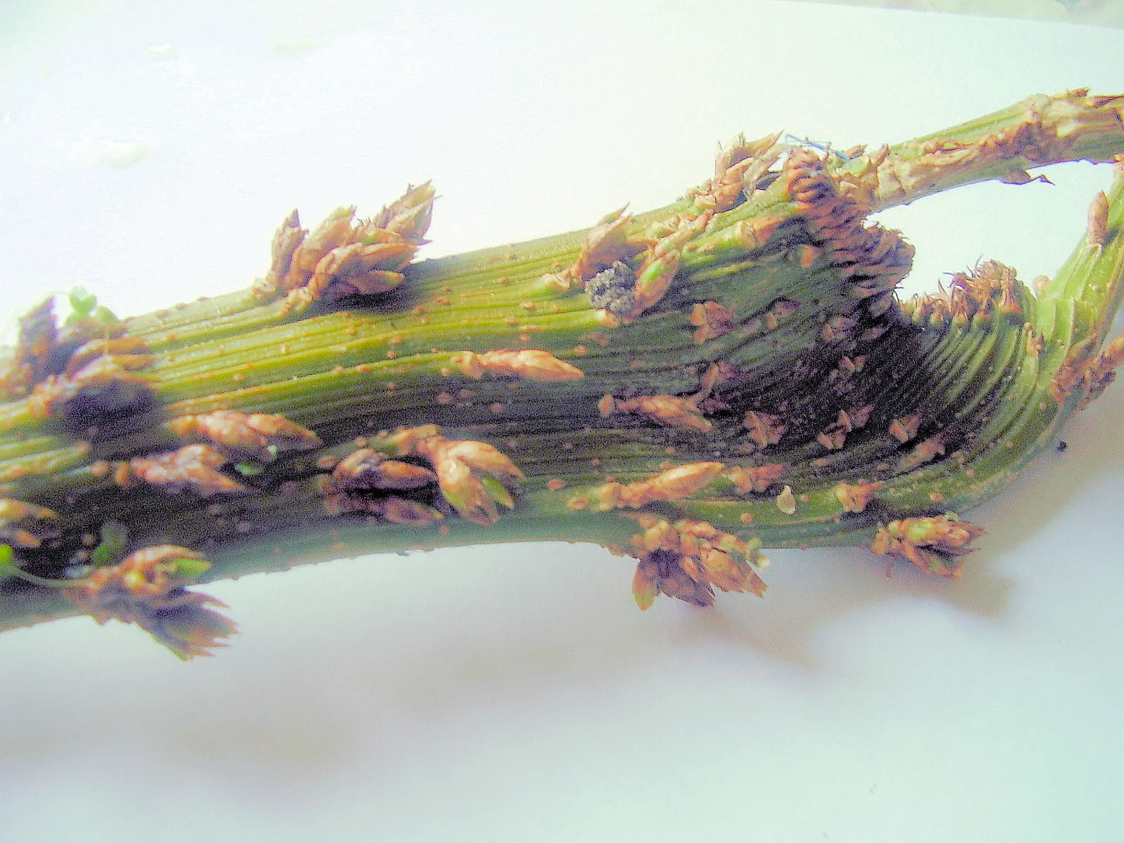 Border Forsythia (Forsythia x intermedia) — As a low-maintenance plant with minimal pest or disease issues; shrub for full