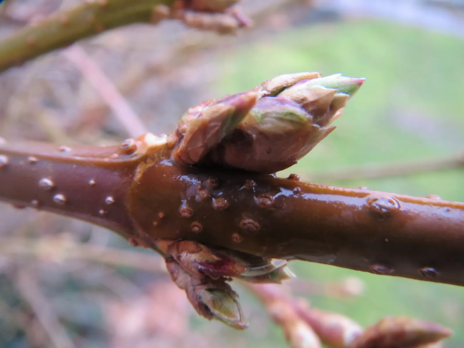 Border Forsythia (Forsythia x intermedia) — its cut stems can be forced to bloom indoors