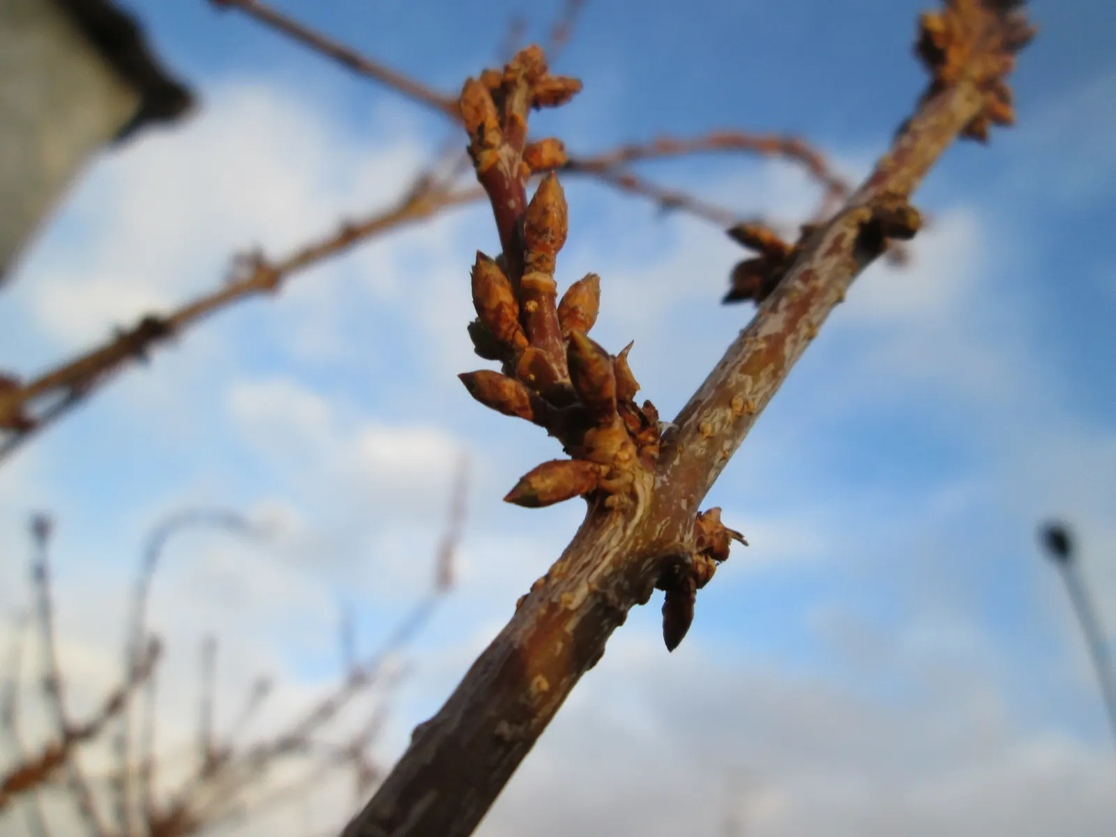 Border Forsythia (Forsythia x intermedia) — <br><br>The shrub features an upright; with an equivalent spread, image 82