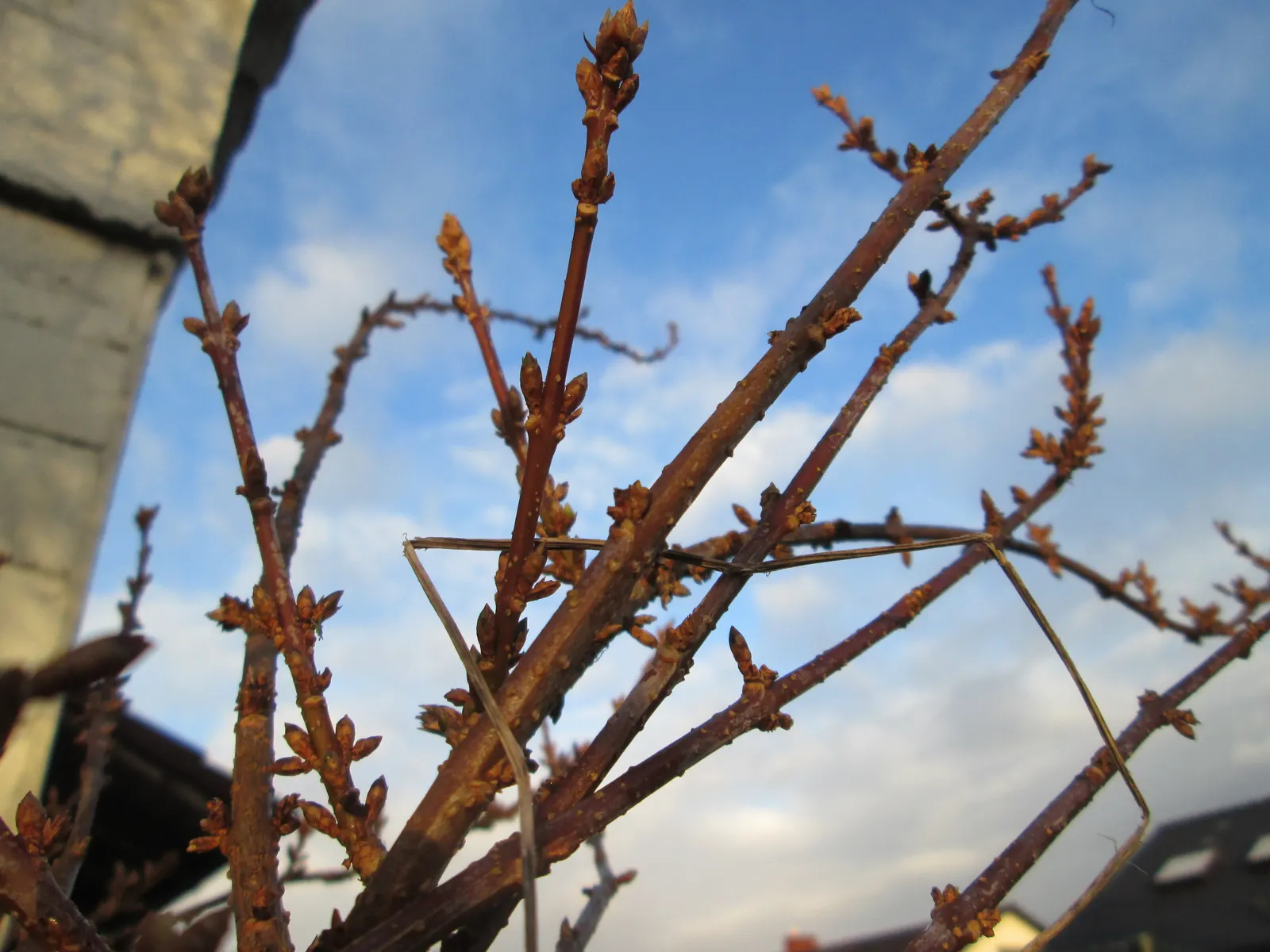 Border Forsythia (Forsythia x intermedia) — Border Forsythia (Forsythia x intermedia) is a vibrant and robust deciduous shrub