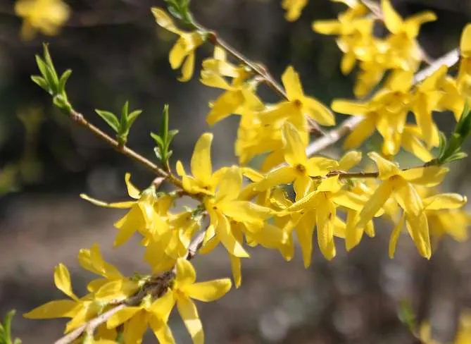 Border Forsythia (Forsythia x intermedia) — arching growth habit with slender branches that can create an informal, image 50