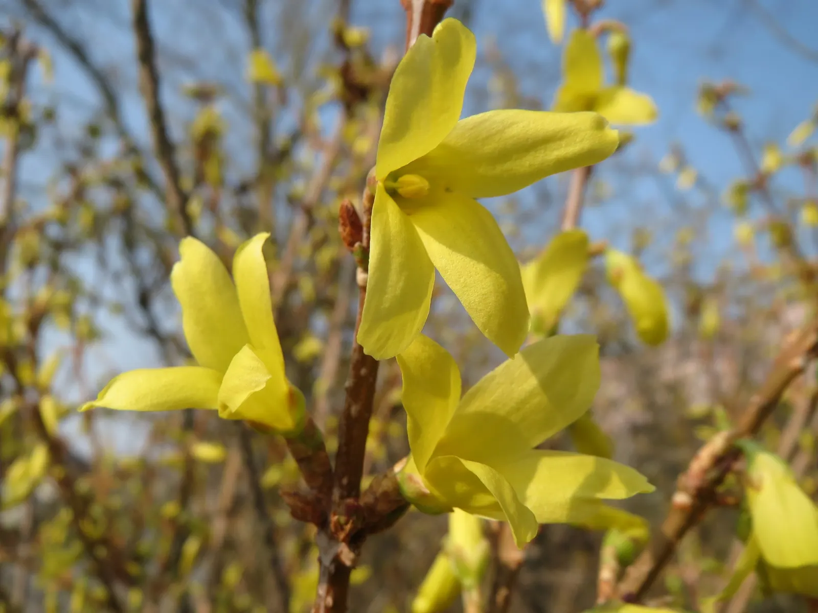 Border Forsythia (Forsythia x intermedia) — it's an excellent choice for gardeners looking for reliable seasonal interest; border Forsythia (Forsythia x