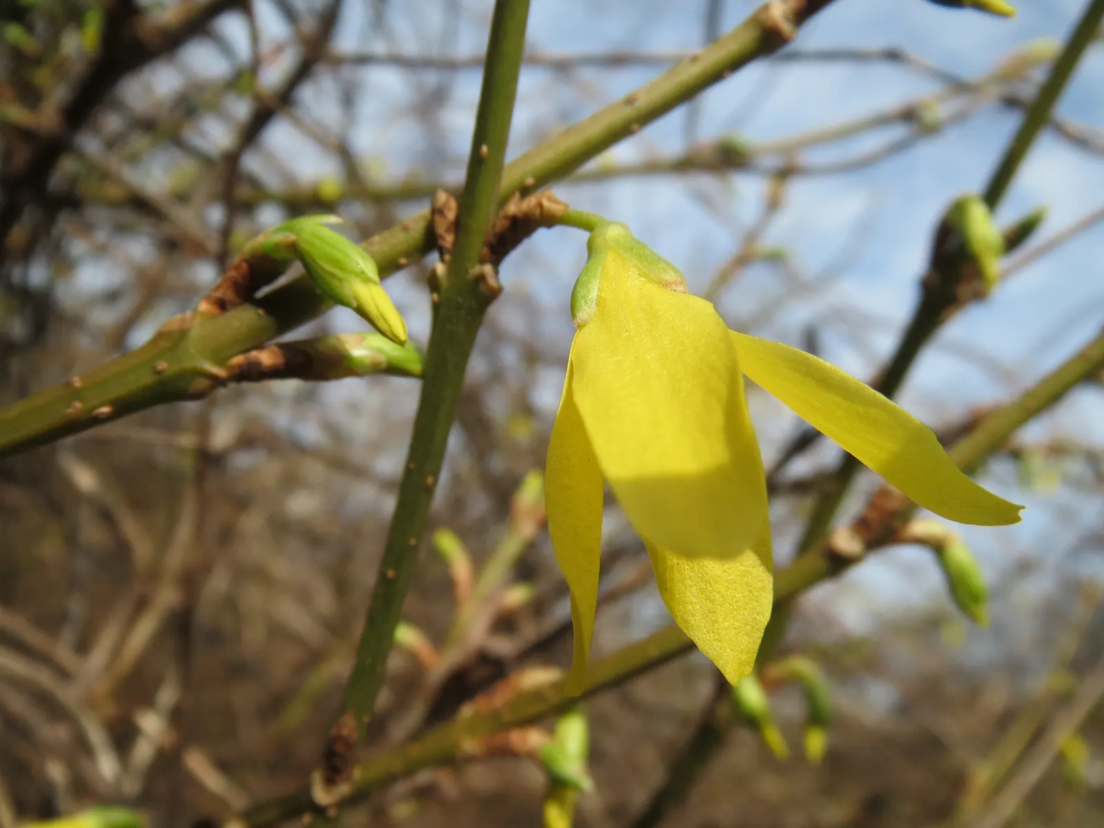 Border Forsythia (Forsythia x intermedia) — <br><br>The shrub features an upright; with an equivalent spread