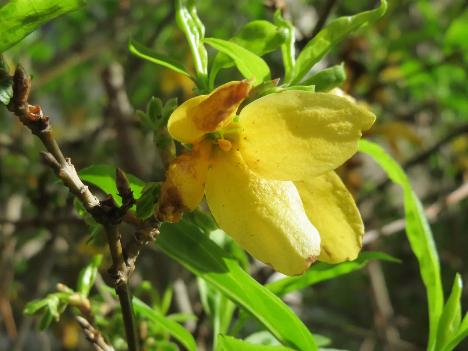 Border Forsythia (Forsythia x intermedia) — Border Forsythia (Forsythia x intermedia) is a vibrant and robust deciduous shrub; these bell-shaped blossoms