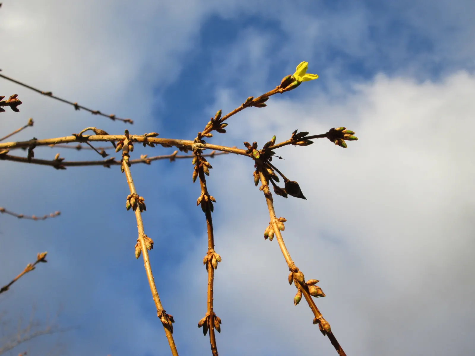 Border Forsythia (Forsythia x intermedia) — shrub for full