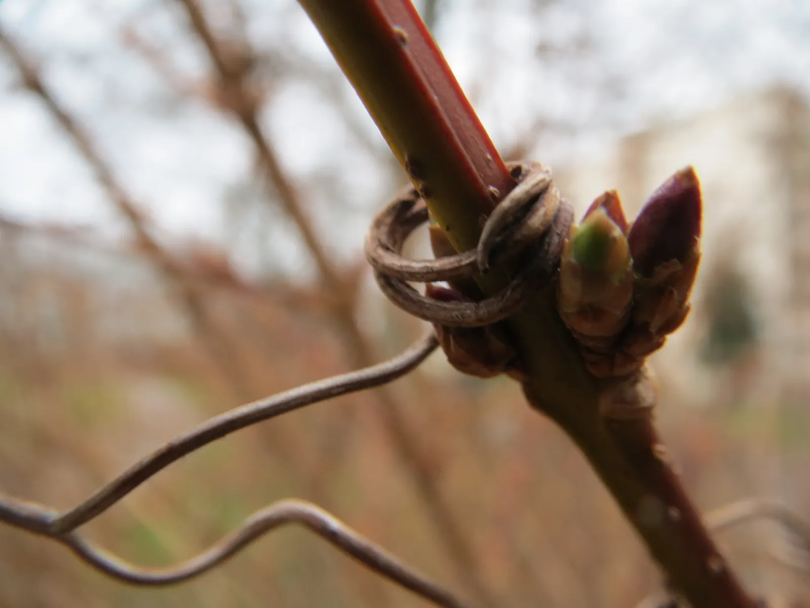 Border Forsythia (Forsythia x intermedia) — but it is versatile enough to tolerate partial shade