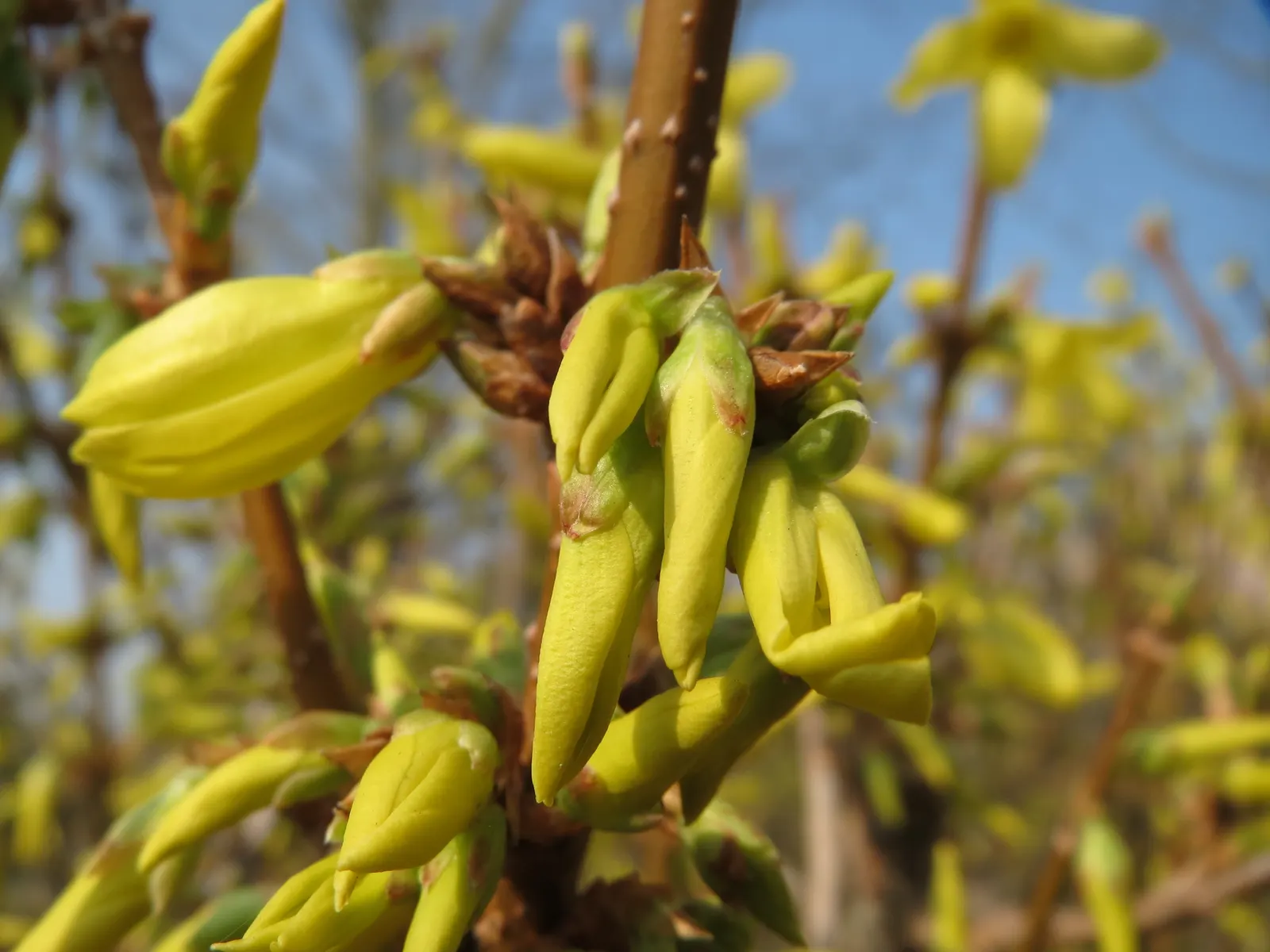 Border Forsythia (Forsythia x intermedia) — are not only a visual delight but also attract early foraging bees