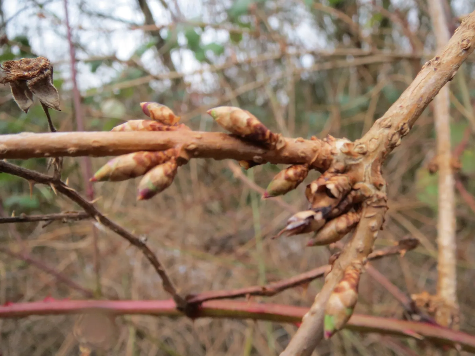Border Forsythia (Forsythia x intermedia) — these plants typically stand between 8 and 10 feet tall; use Forsythia as a lively hedge
