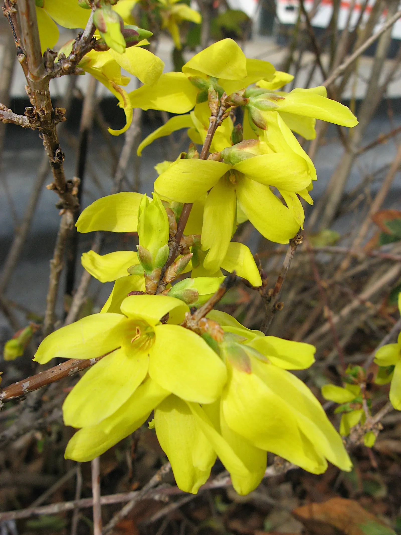 Border Forsythia (Forsythia x intermedia) — with an equivalent spread; it typically reaches 8 to 10 feet in height with an equal spread
