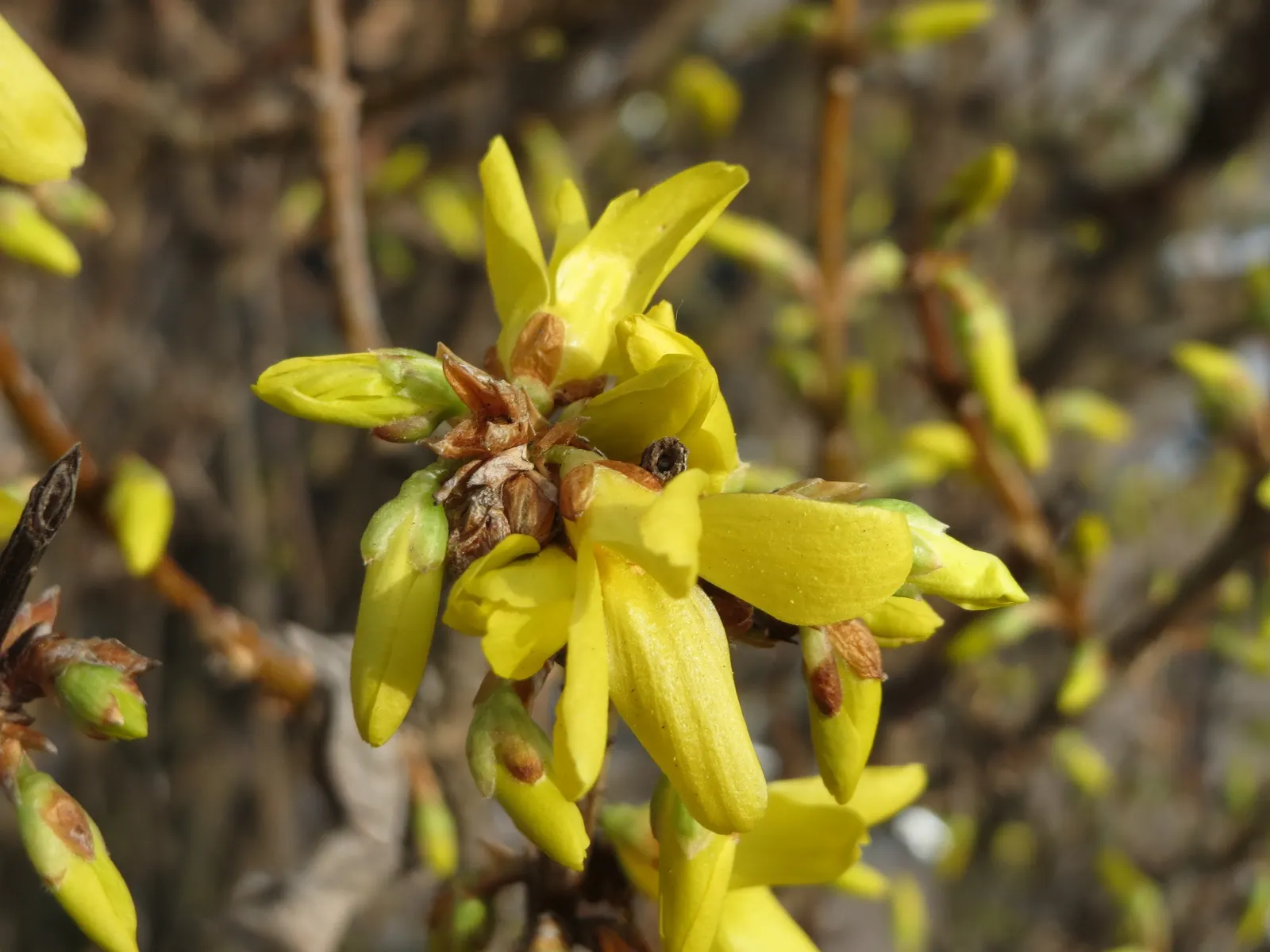 Border Forsythia (Forsythia x intermedia) — making it a popular choice for landscape designs seeking a splash of early spring color