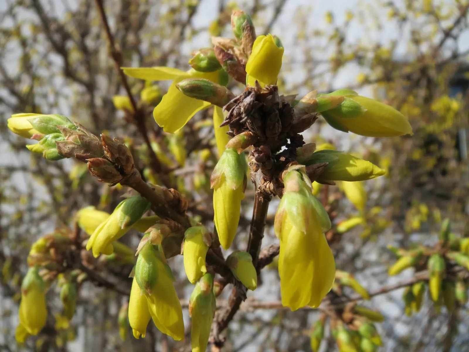 Border Forsythia (Forsythia x intermedia) — providing a striking display; are not only a visual delight but also attract early foraging bees, image 78