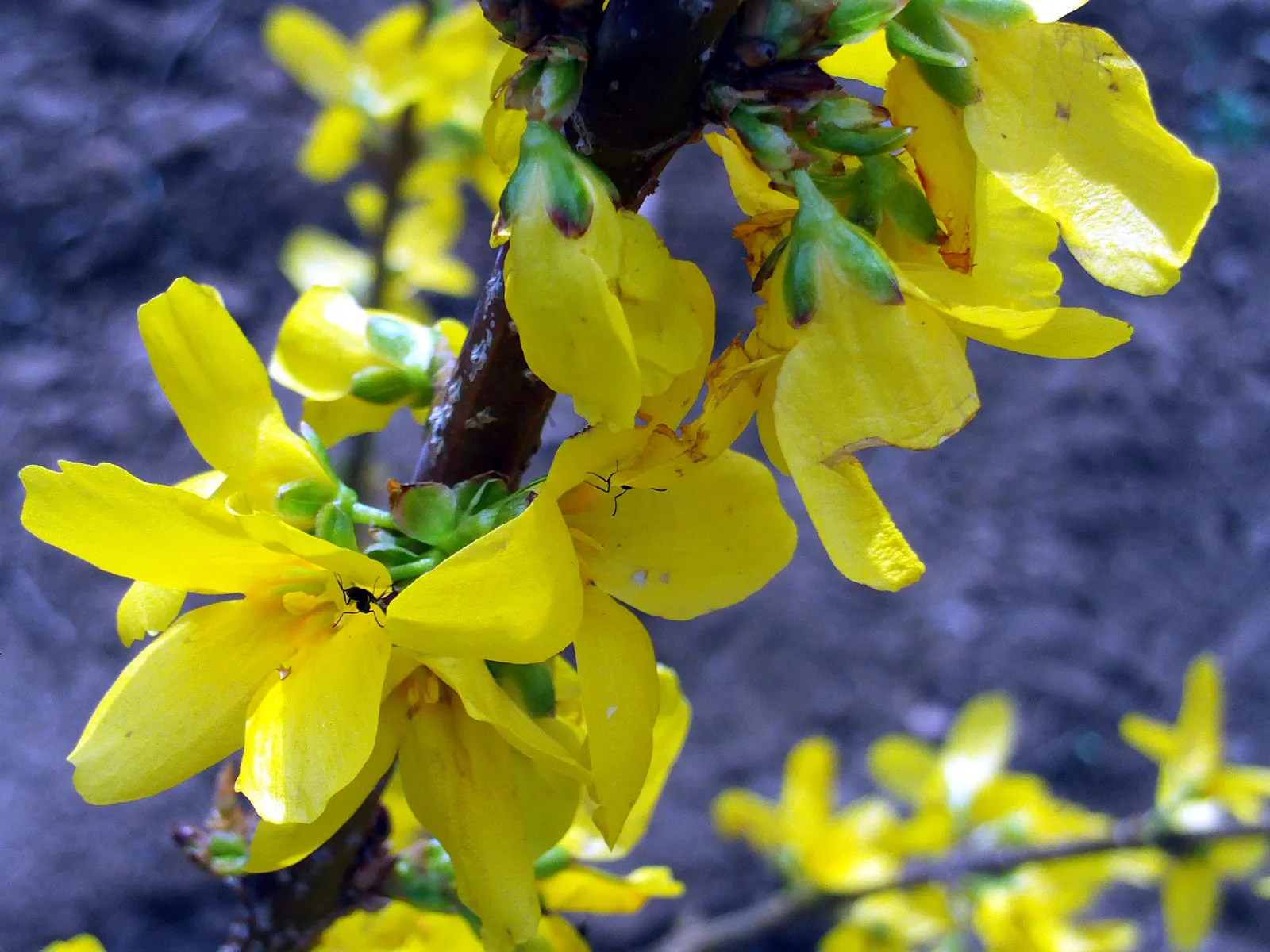 Border Forsythia (Forsythia x intermedia) — needing only occasional pruning to maintain shape