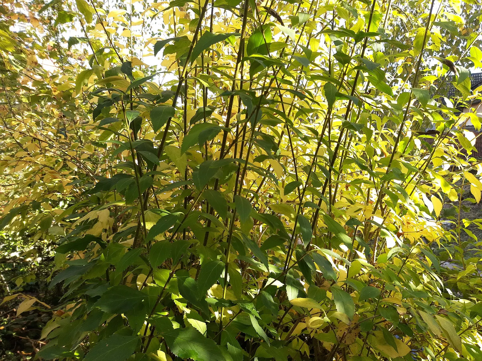 Border Forsythia (Forsythia x intermedia) — measuring close to 1 inch in length; its cut stems can be forced to bloom indoors, image 80