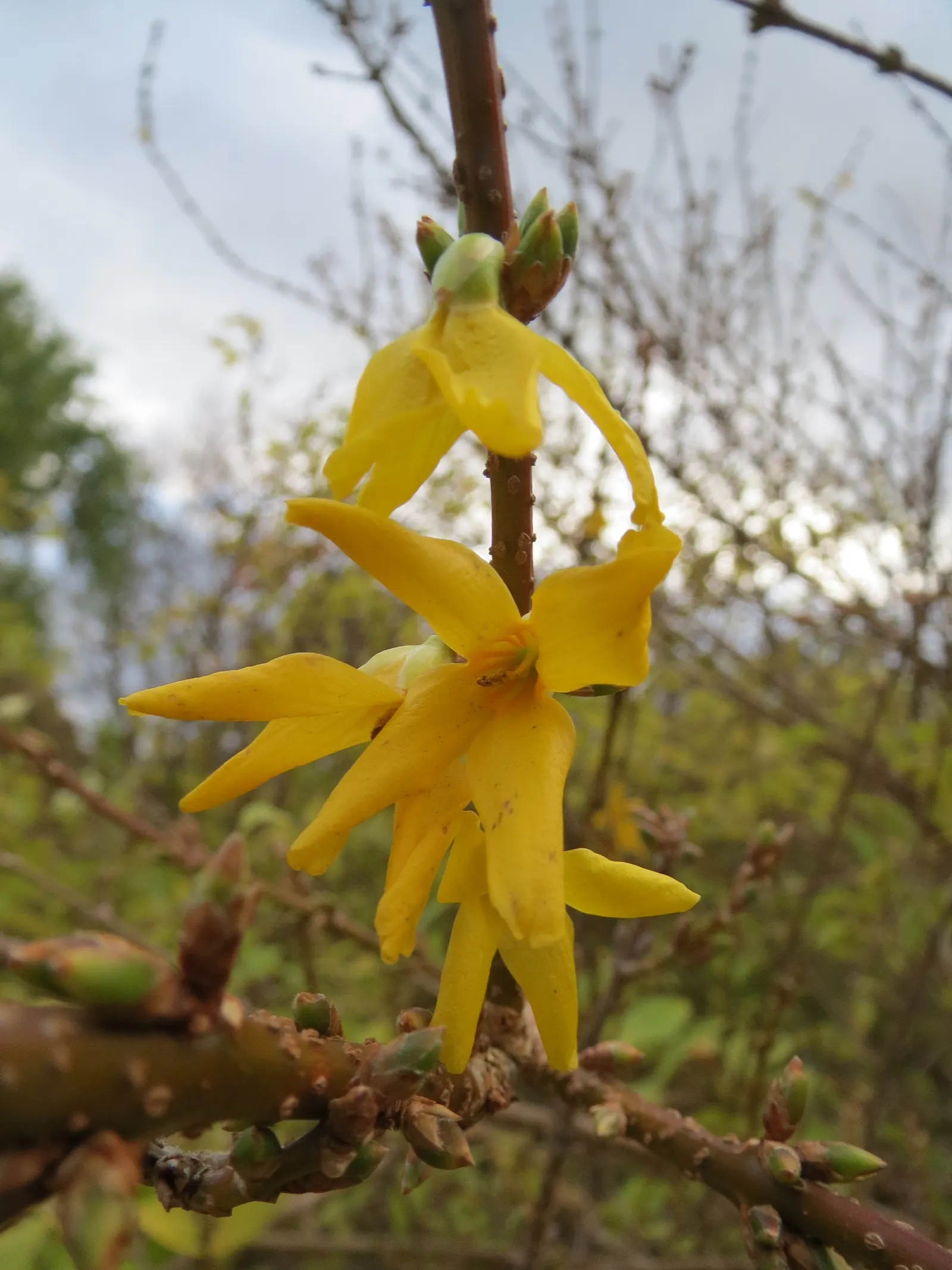 Border Forsythia (Forsythia x intermedia) — arching growth habit with slender branches that can create an informal, image 83