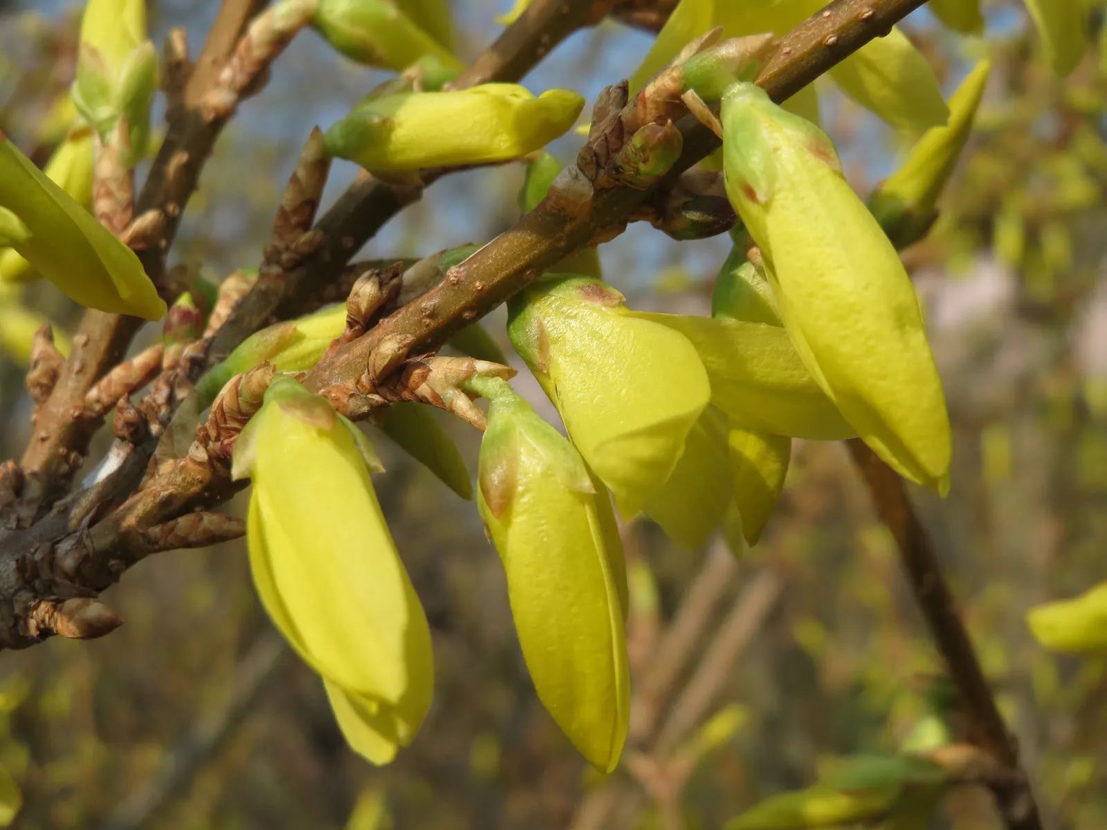 Border Forsythia (Forsythia x intermedia) — Hardy in Zones 4 through 9, image 72