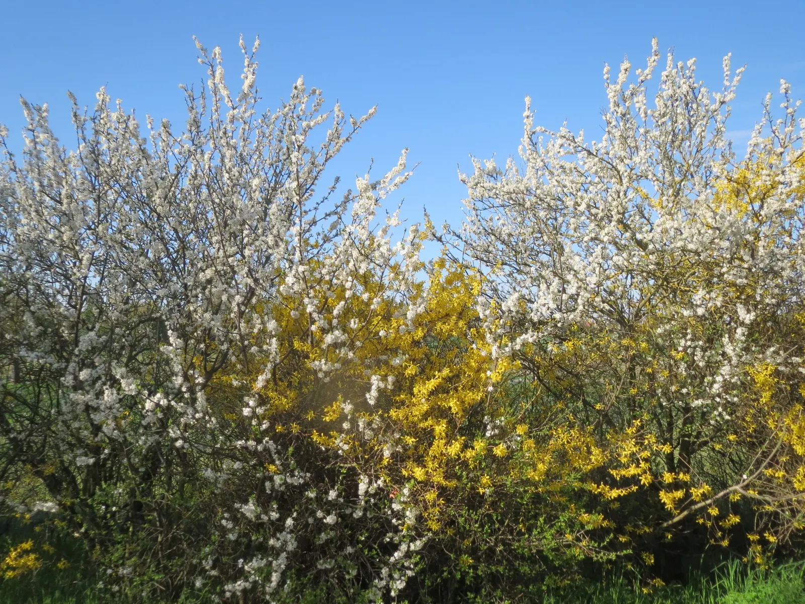 Border Forsythia (Forsythia x intermedia) — It typically reaches 8 to 10 feet in height with an equal spread
