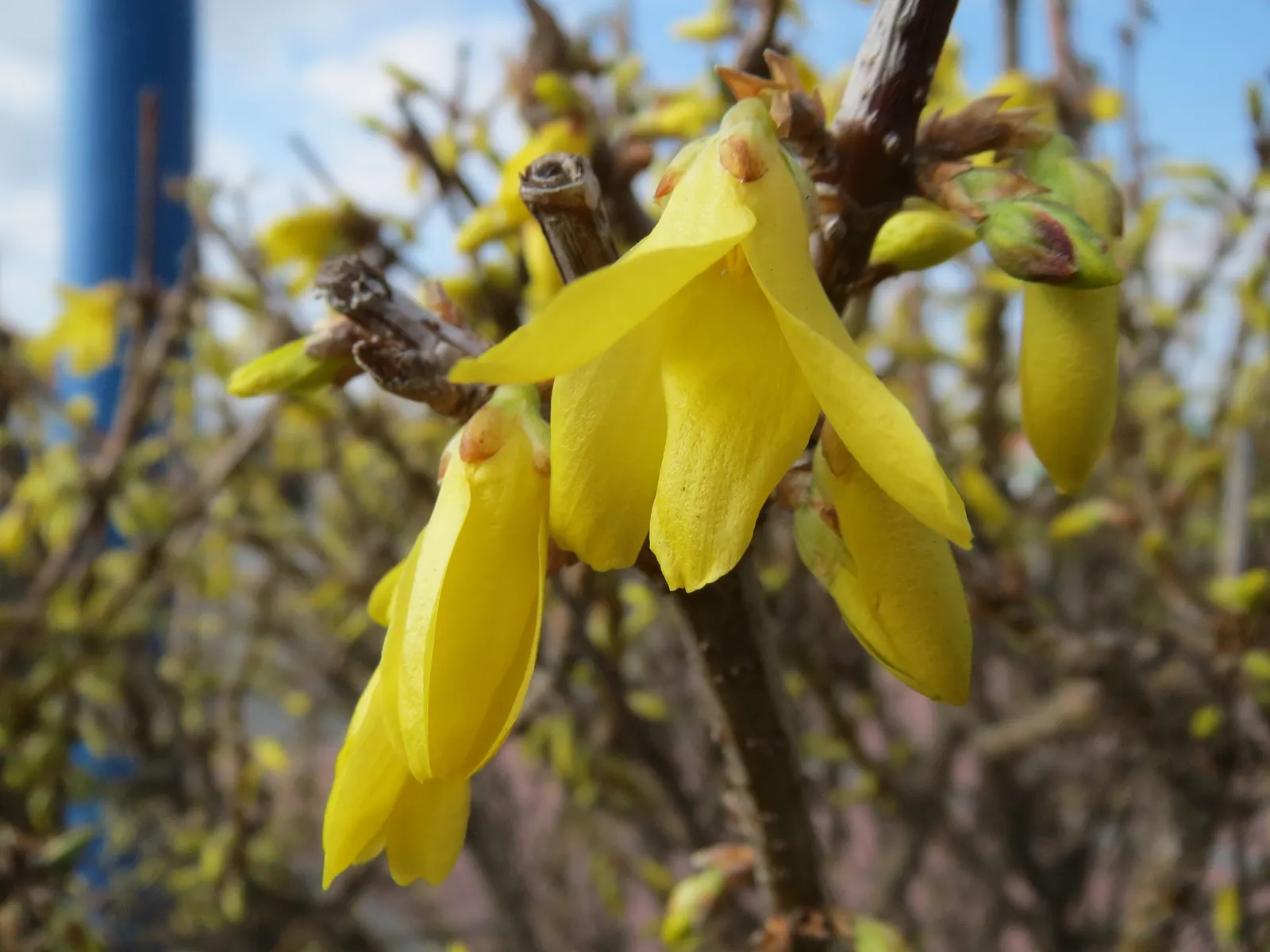 Border Forsythia (Forsythia x intermedia) — yellow flowers in the garden; <br><br>The shrub features an upright