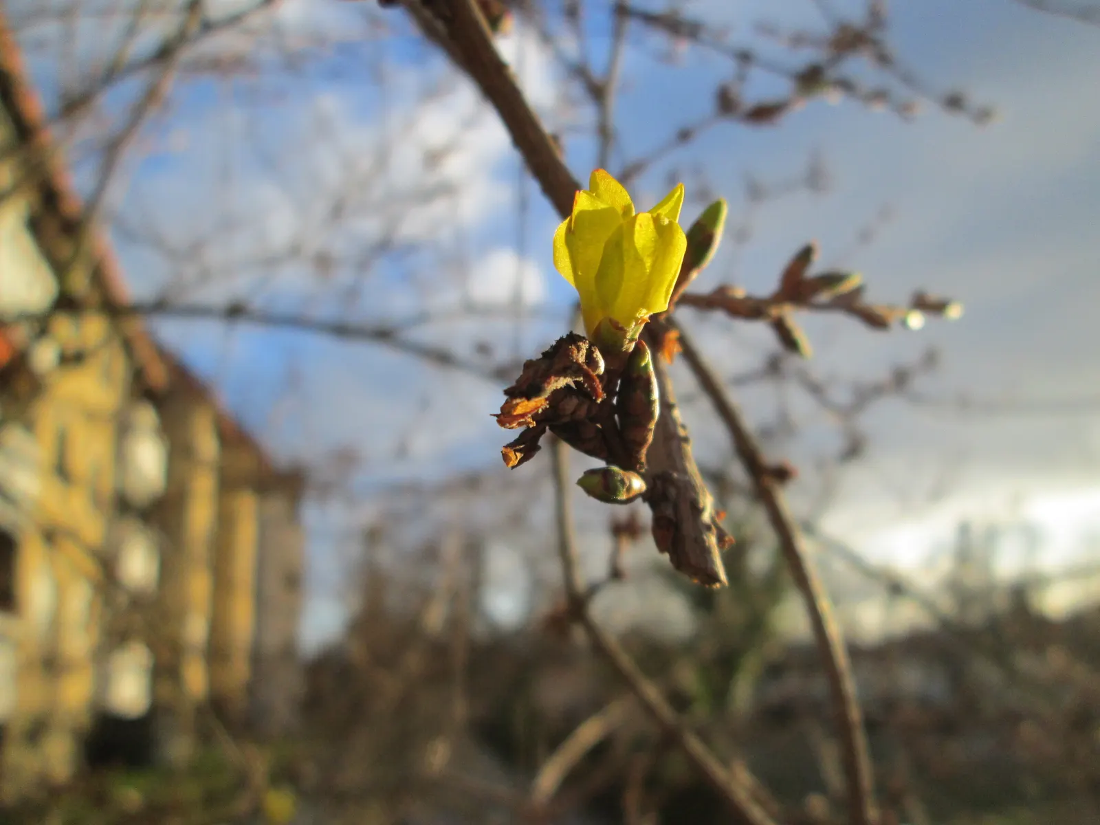 Border Forsythia (Forsythia x intermedia) — allowing the warmth of spring to enter homes even during the colder months