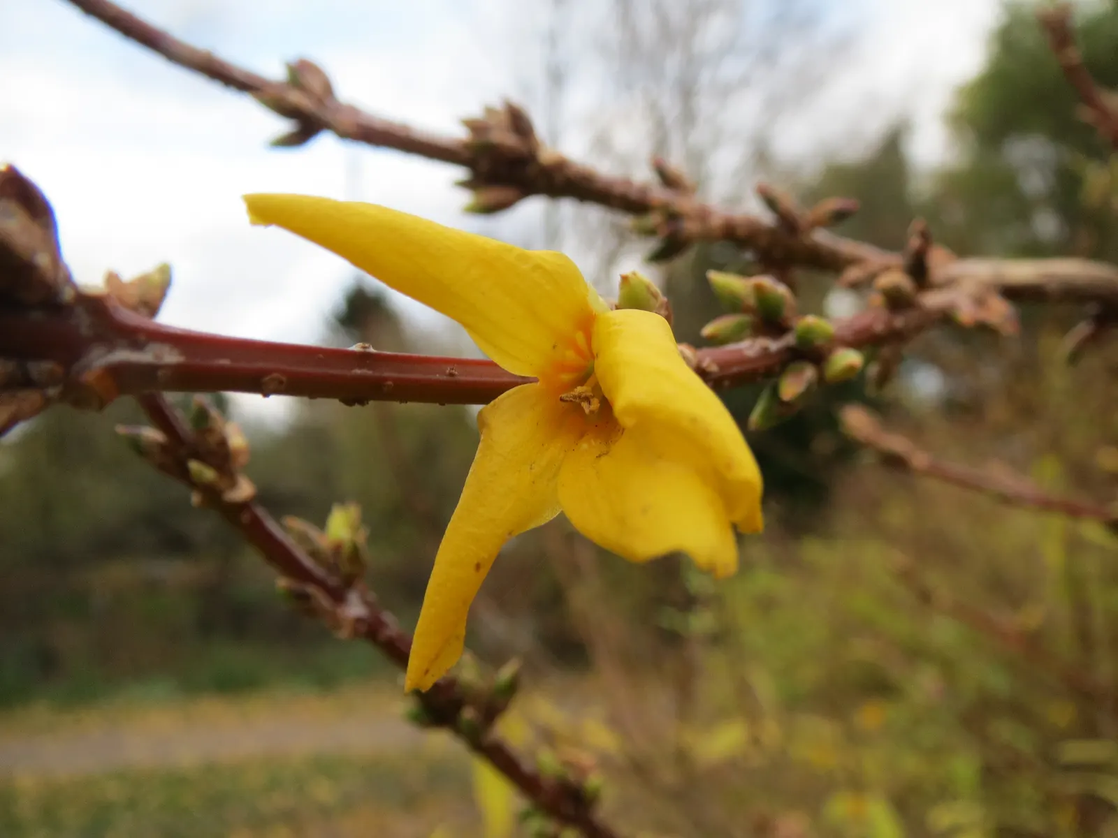 Border Forsythia (Forsythia x intermedia) — as the plant flowers on the previous year's growth.<br><br>Forsythia x intermedia thrives in full sun