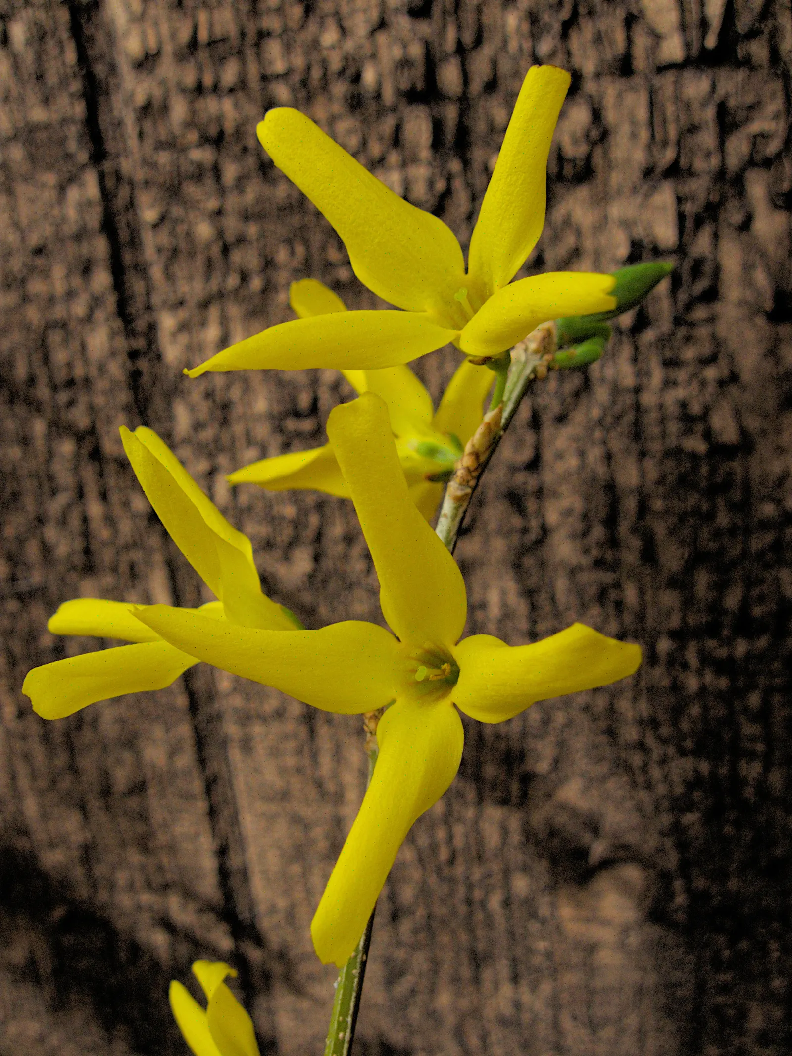 Border Forsythia (Forsythia x intermedia) — regular pruning after flowering helps maintain the desired shape and promotes vigorous growth; as a low-maintenance